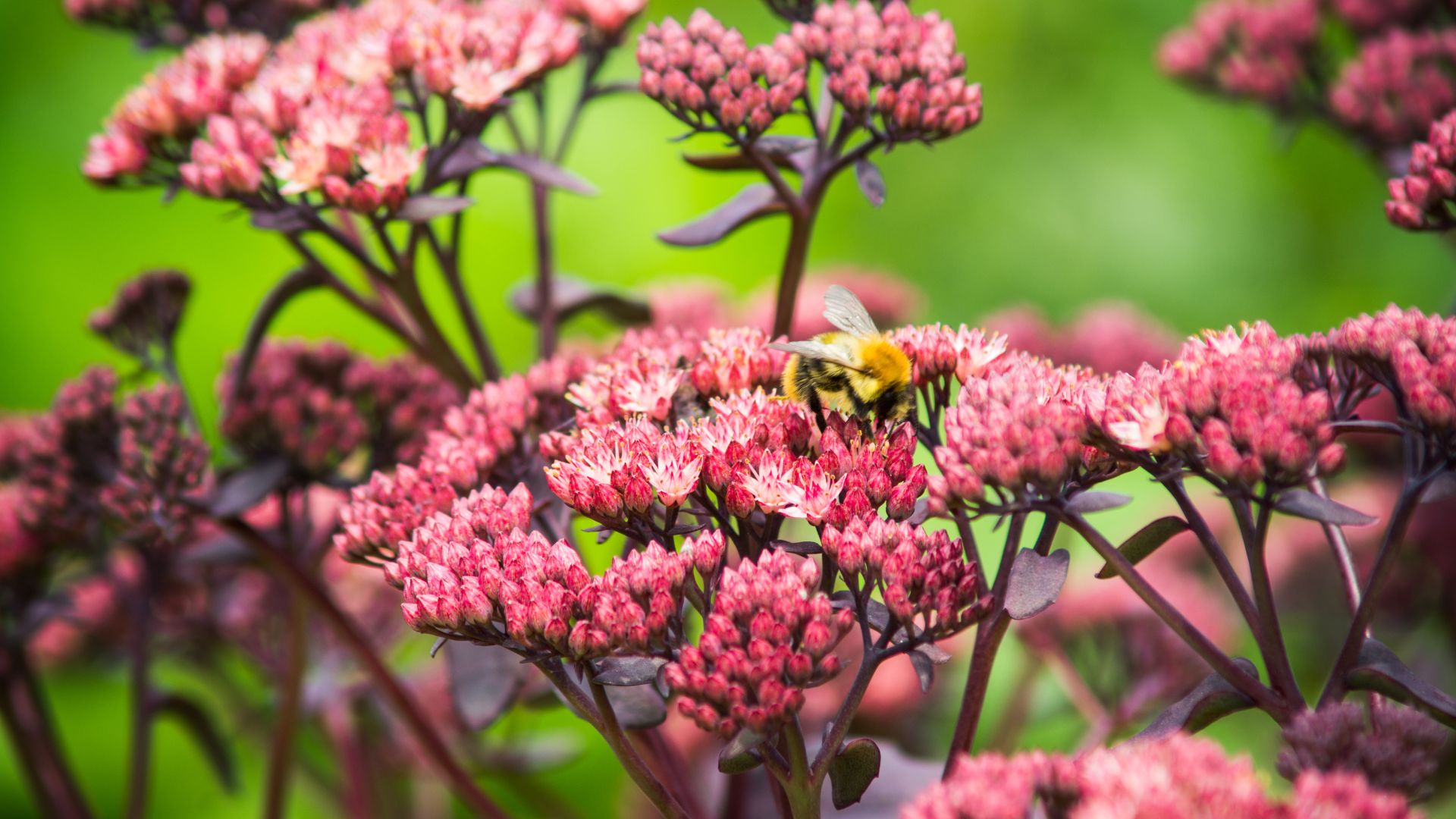 614-Billeder i mails og artikler (1920 × 1080px) (48).jpg