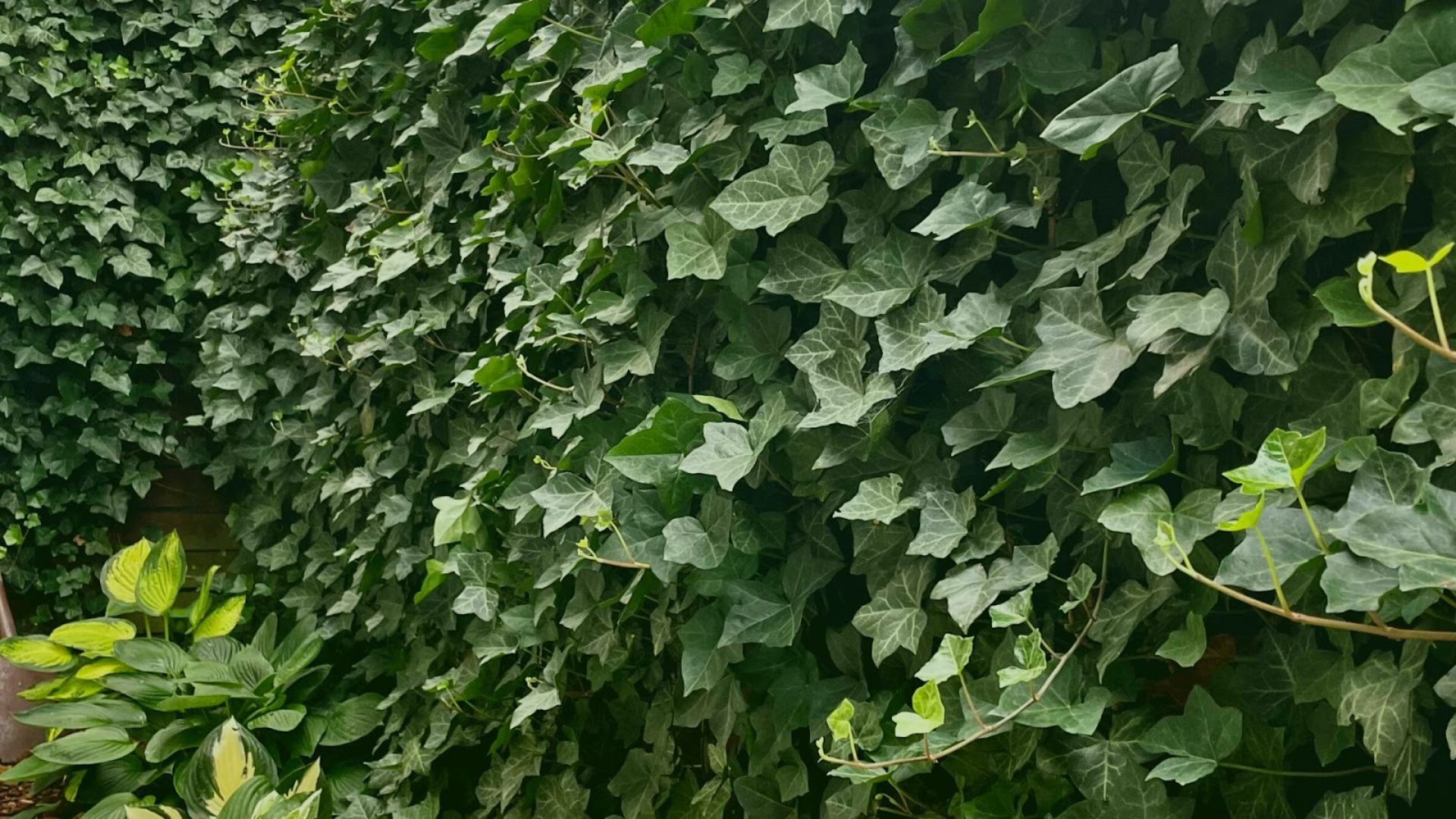 625-Billeder i mails og artikler (1920 × 1080px) (8).jpg