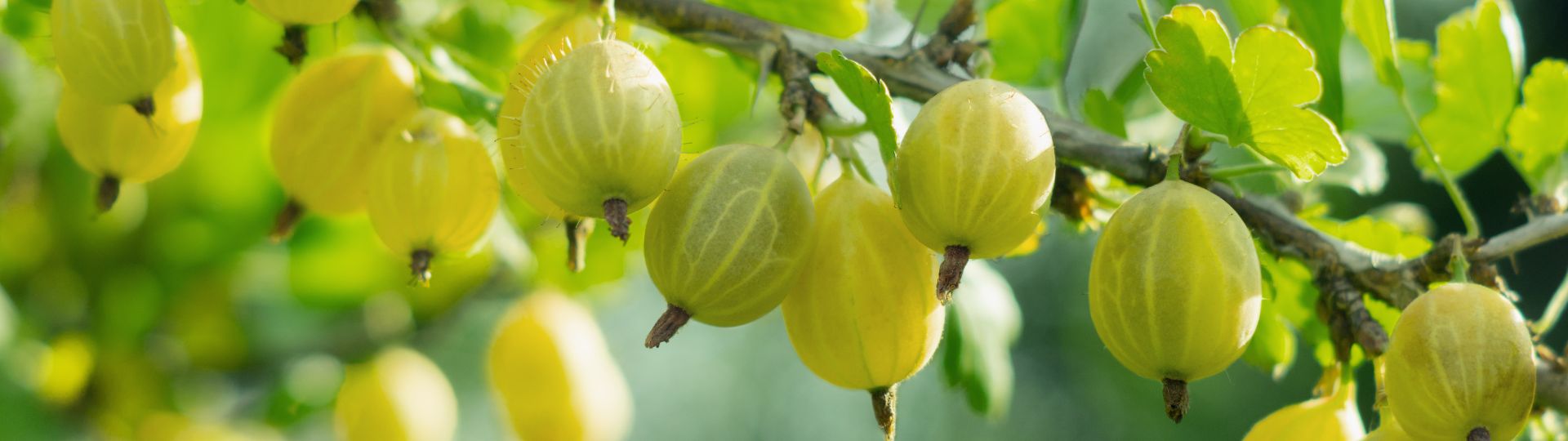 625-til lister (1920 × 540px) (89).jpg