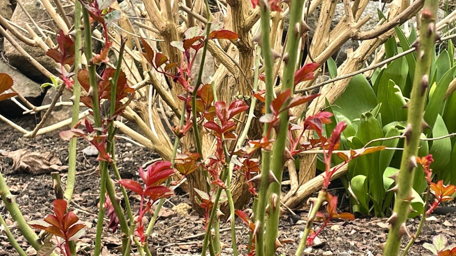 629-Billeder i mails og artikler (1920 × 1080px) - 2023-04-14T154107.580.jpg