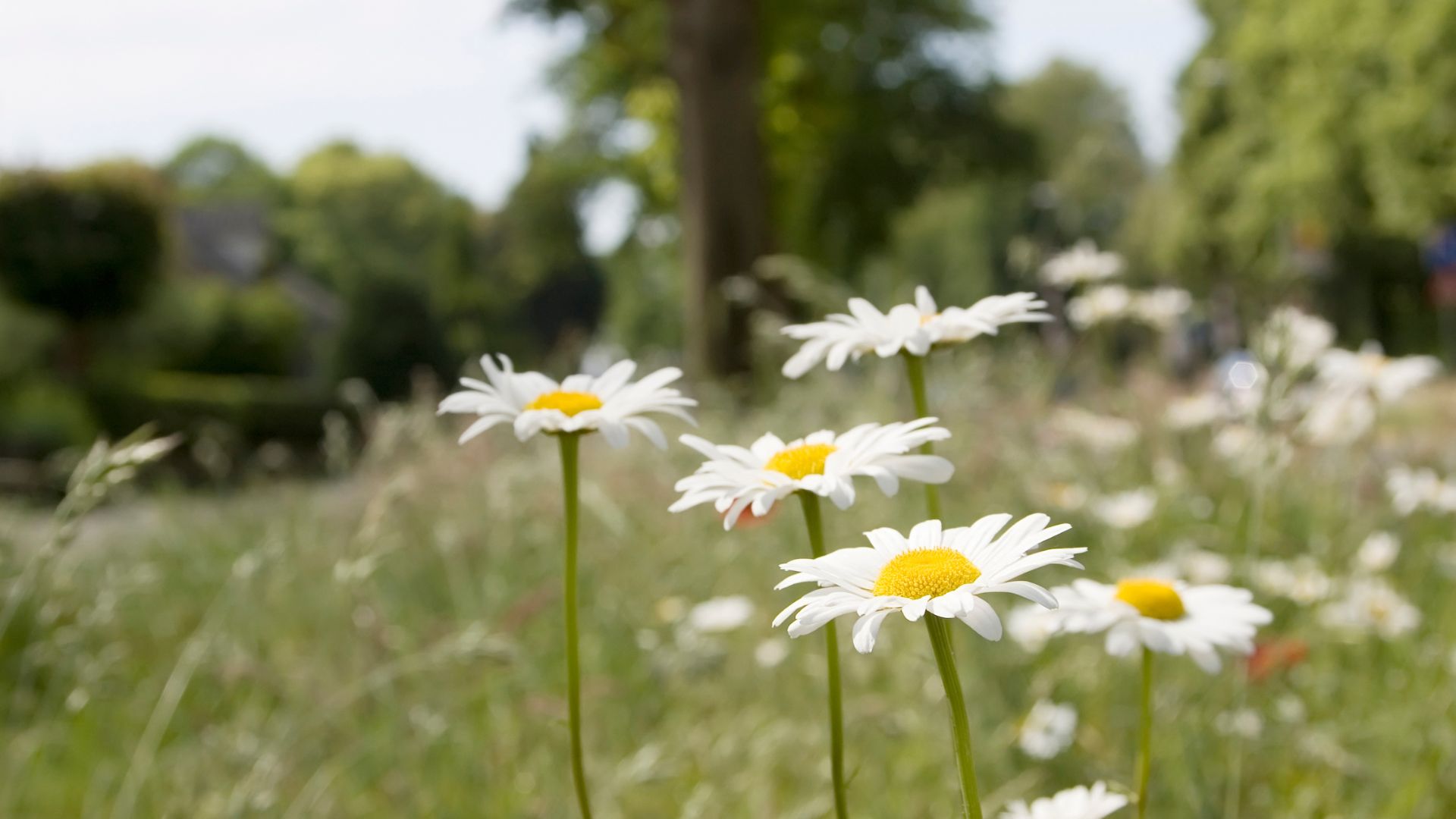 634-Billeder i mails og artikler (1920 × 1080px) - 2024-01-11T131402.824.jpg