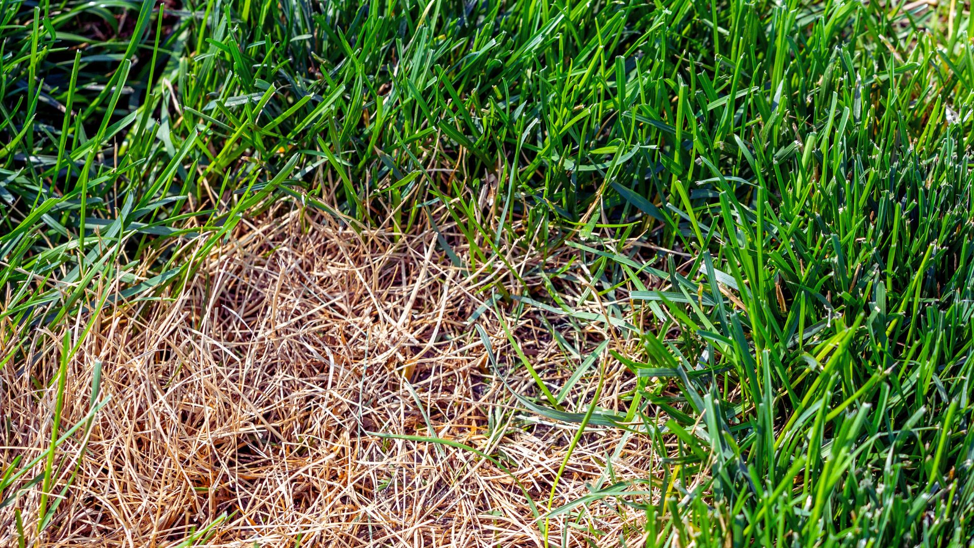 637-Billeder i mails og artikler (1920 × 1080px) (83).jpg