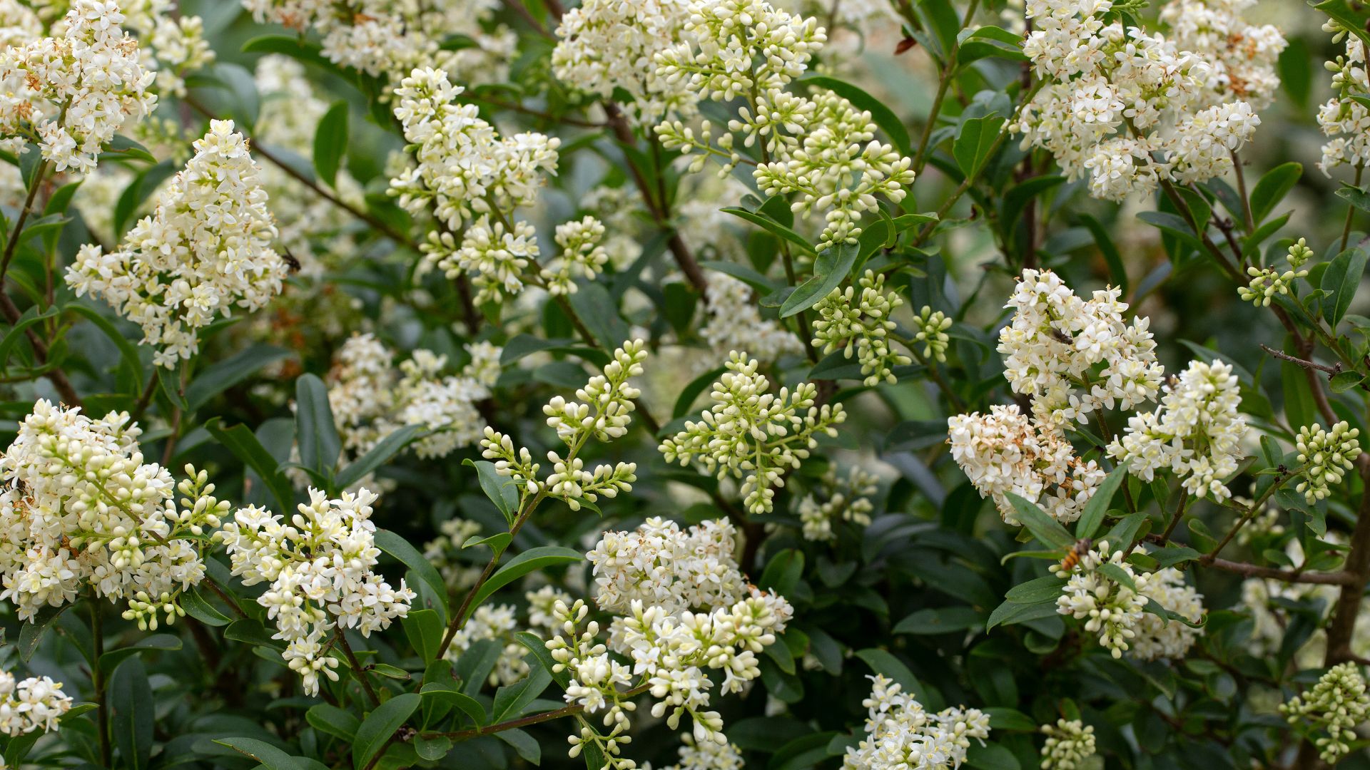 638-Billeder i mails og artikler (1920 × 1080px) - 2024-03-05T135723.906.jpg