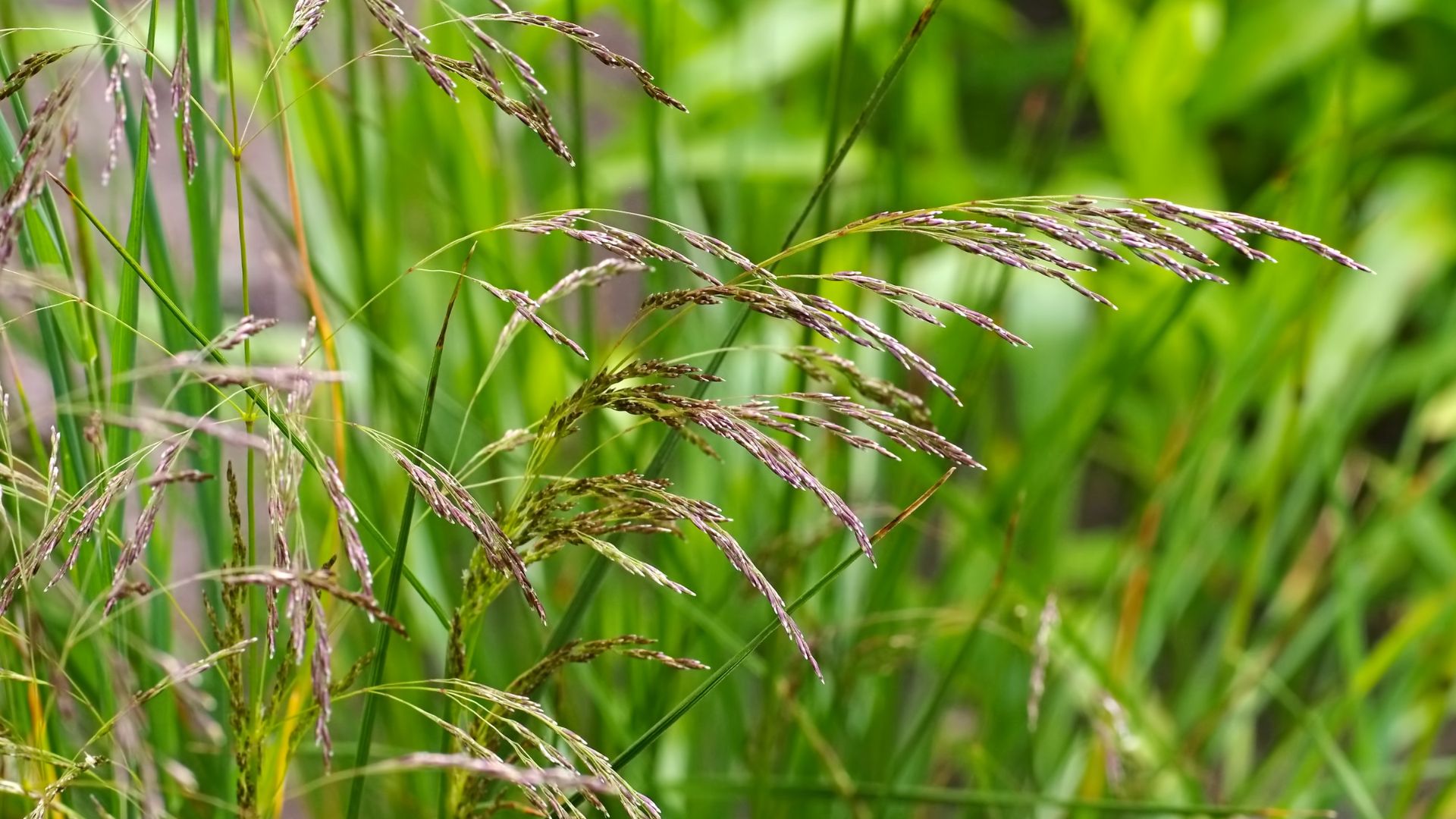 64-Billeder i mails og artikler (1920 × 1080px) (15).jpg