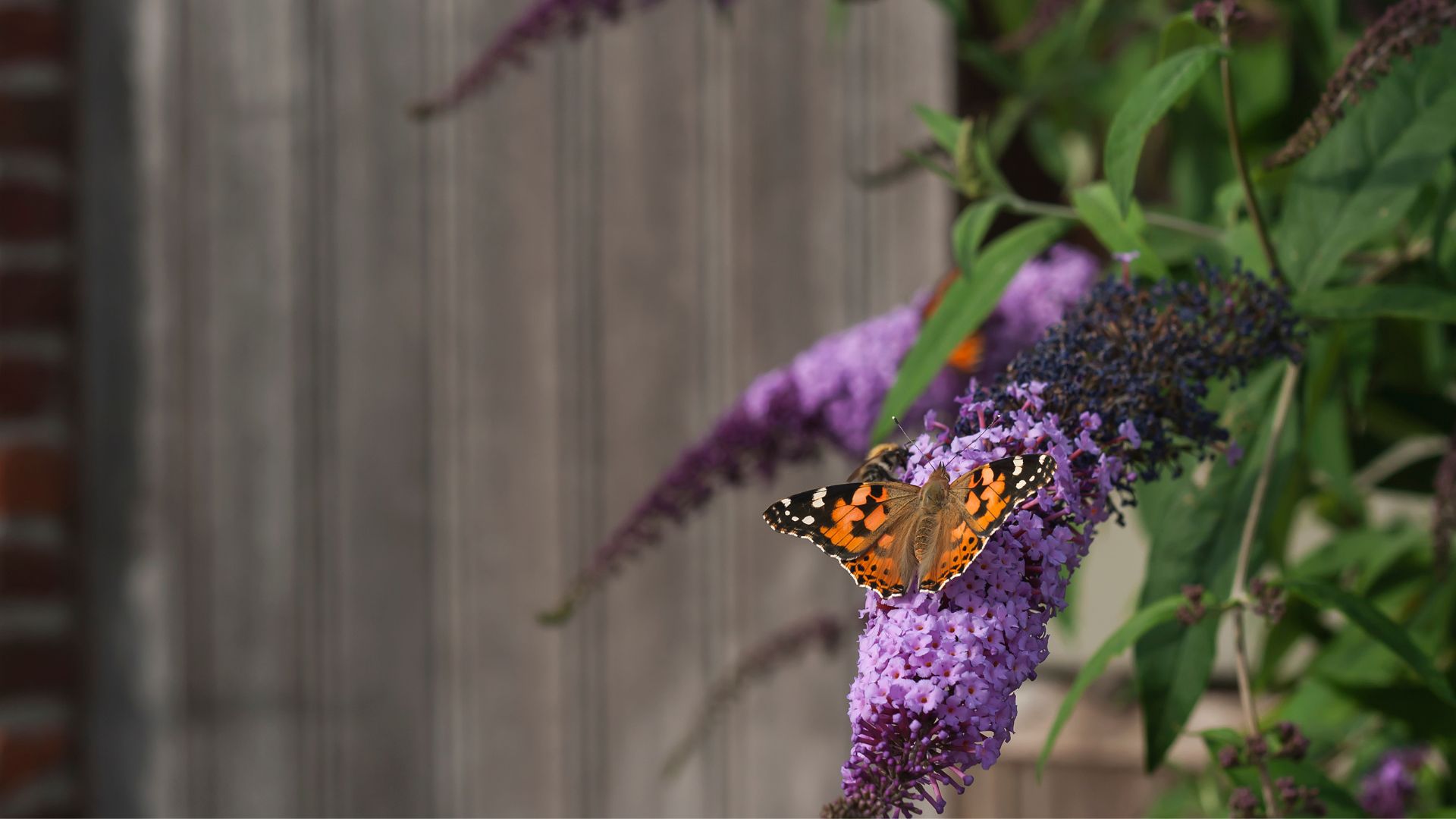 648-Billeder i mails og artikler (1920 × 1080px) (42).jpg