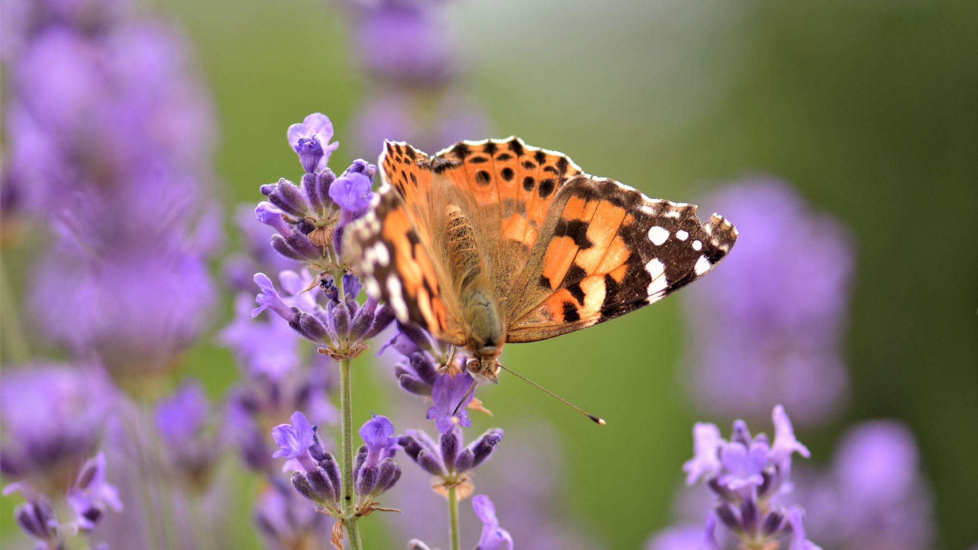 648-Billeder i mails og artikler (1920 × 1080px) - 2023-07-26T111401.680.jpg