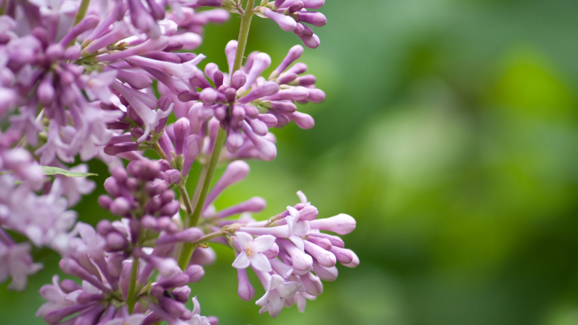 652-Billeder i mails og artikler (1920 × 1080px) - 2024-01-04T104751.587.jpg