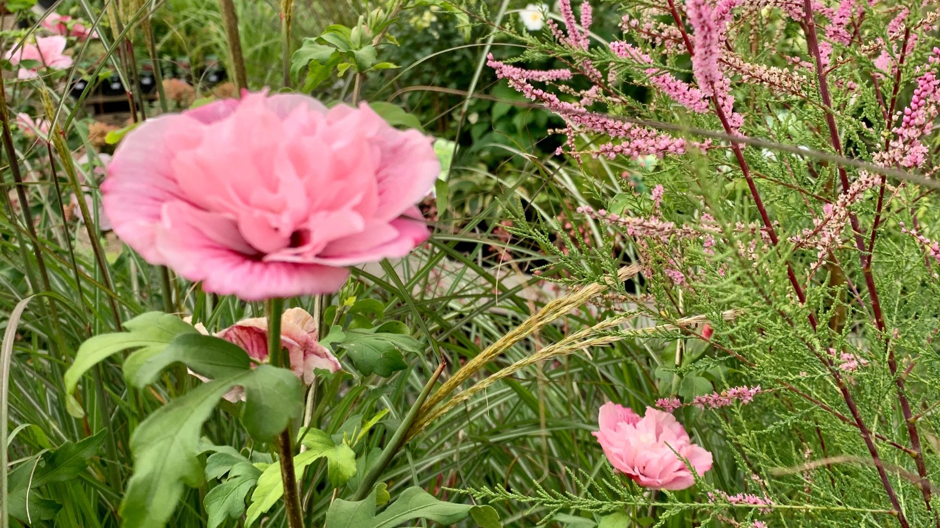 656-Billeder i mails og artikler (1920 × 1080px) - 2023-07-18T114725.880.jpg