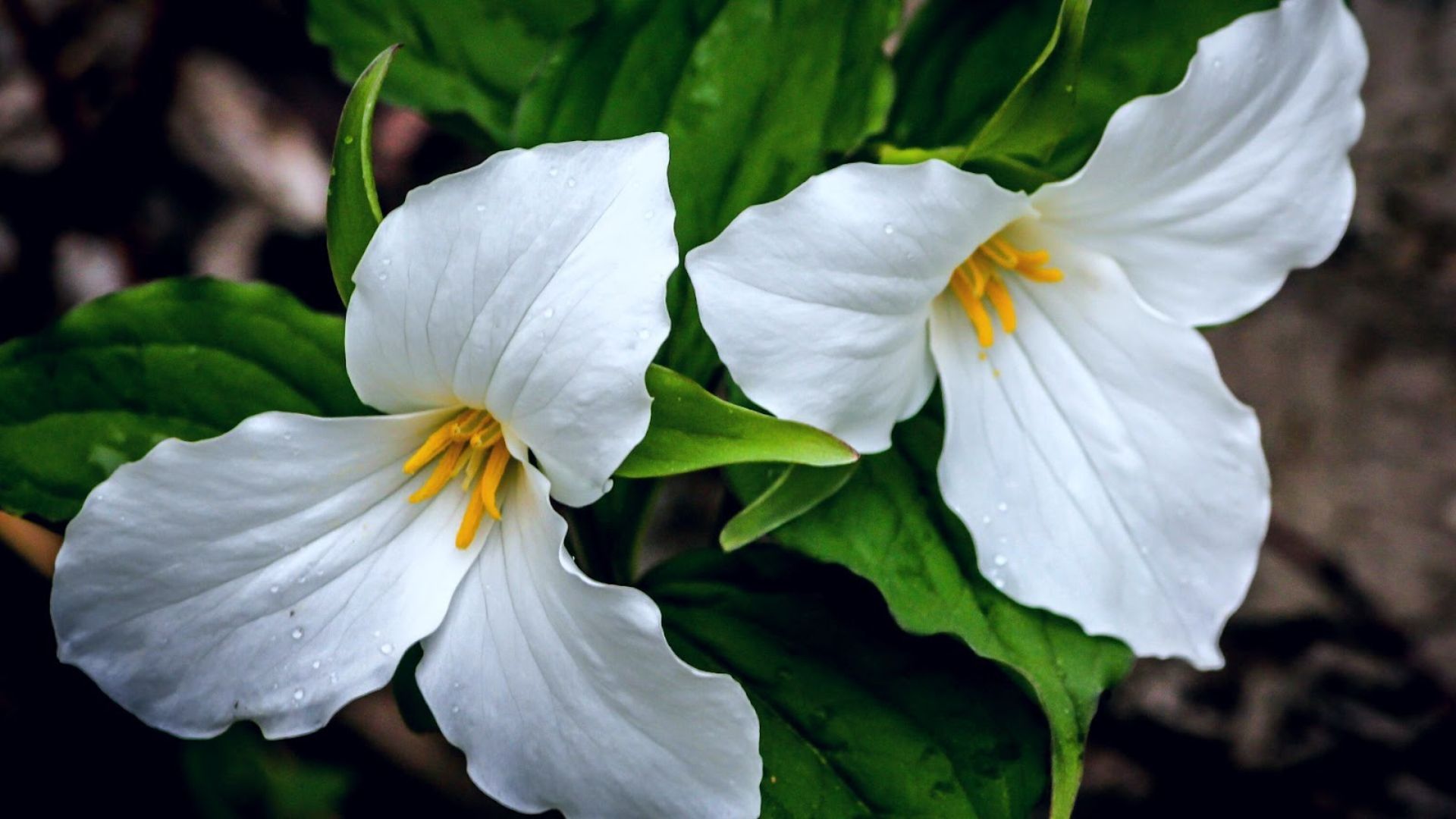 658-Billeder i mails og artikler (1920 × 1080px) (20).jpg