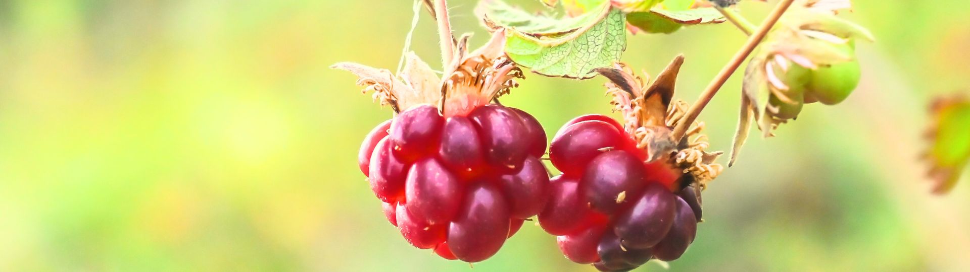 66-til lister (1920 × 540px) (87).jpg