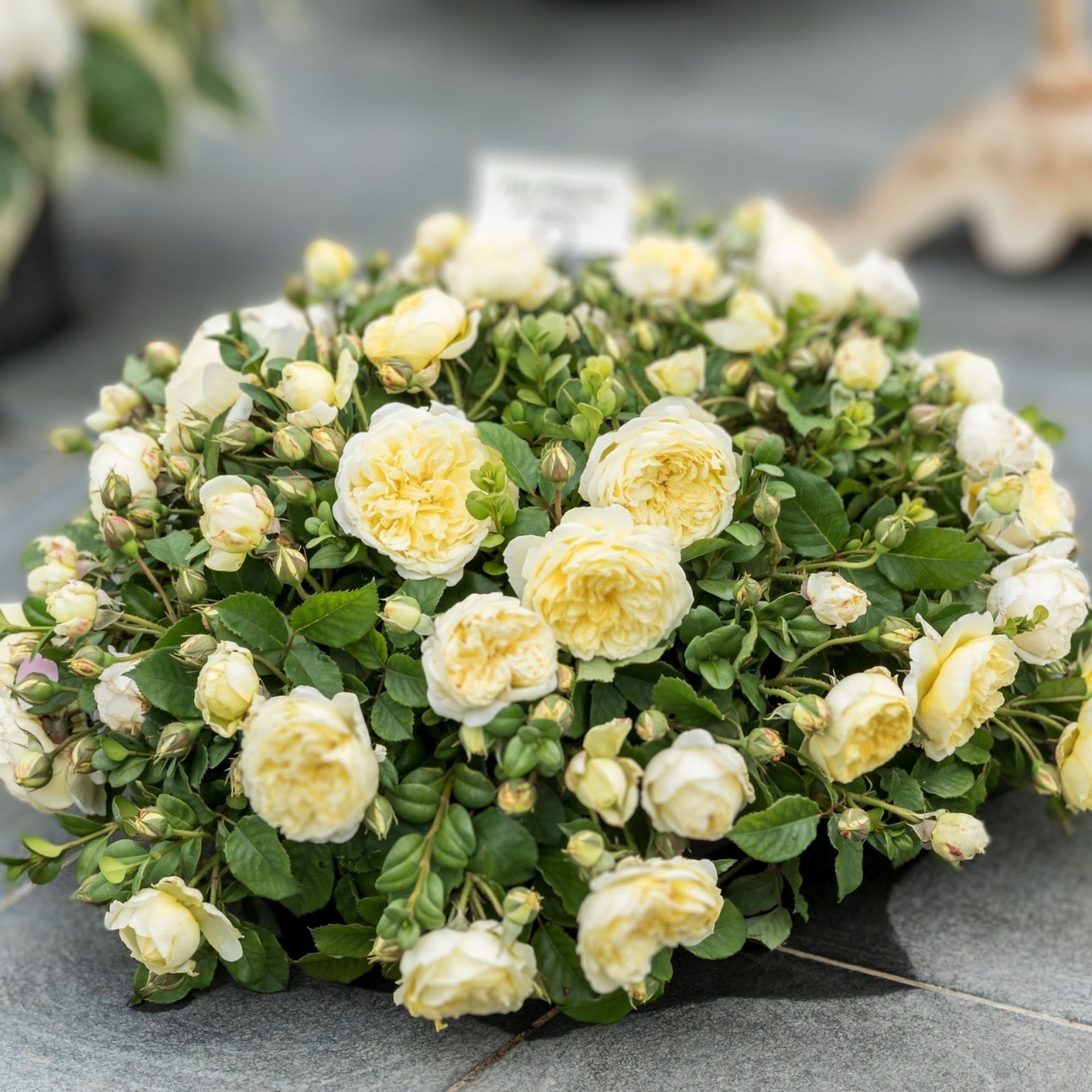 661-Unavngivet (1920 × 1920px) (4).jpg