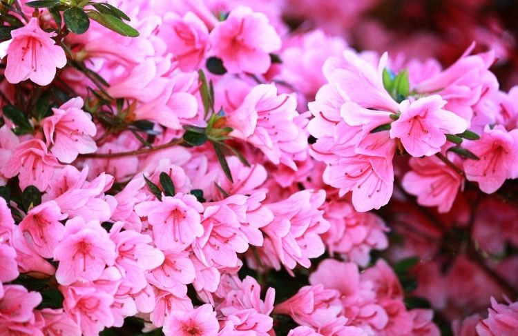 67-Rhododendron_Azalea _lyseroed.jpg