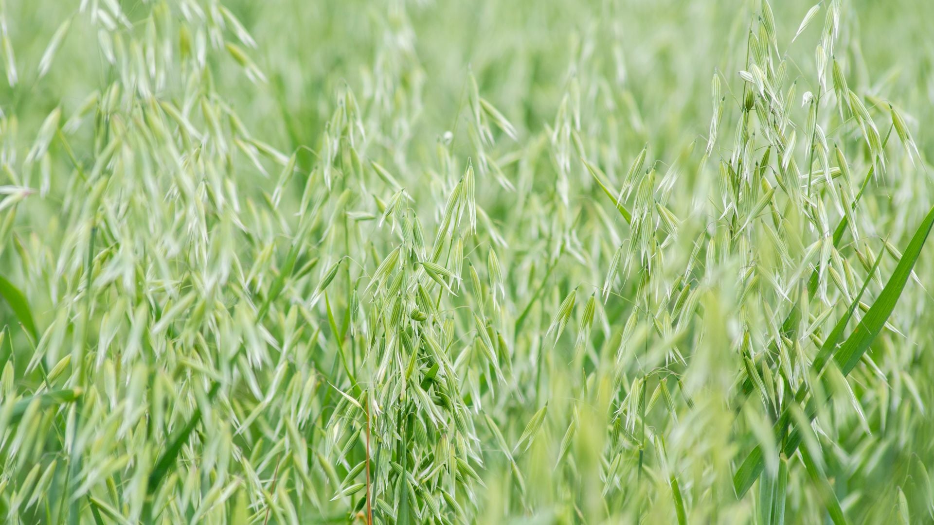 672-Billeder i mails og artikler (1920 × 1080px) (55).jpg