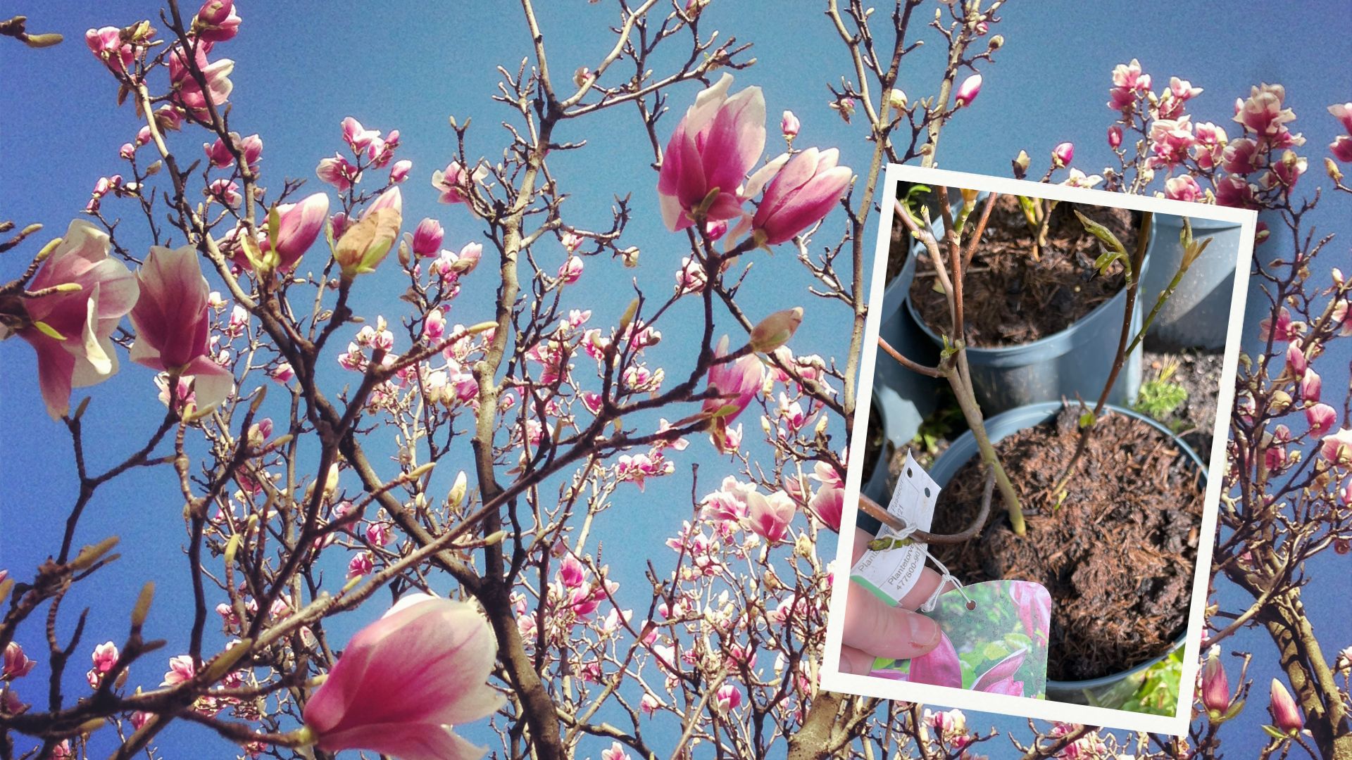 677-Billeder i mails og artikler (1920 × 1080px) - 2023-10-31T113812.552.jpg