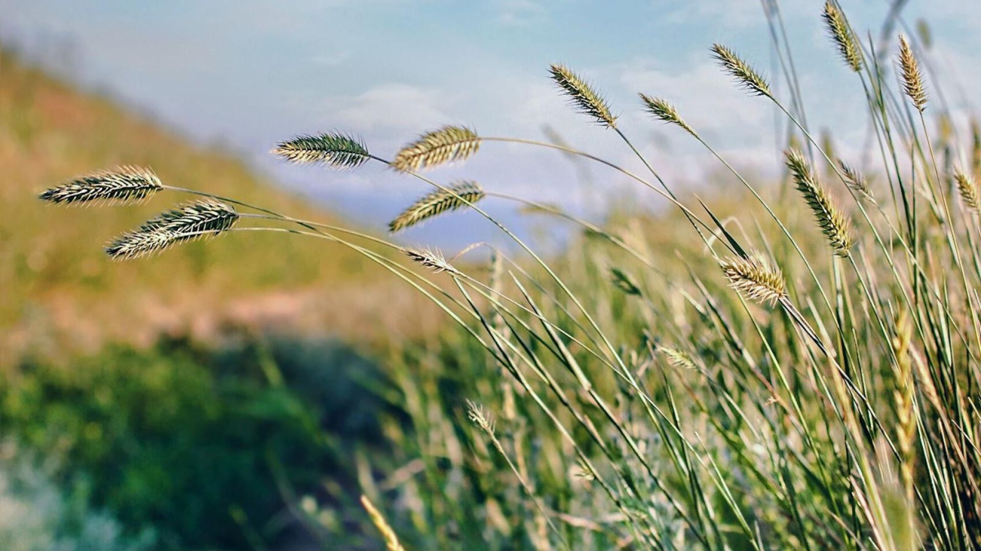 678-Billeder i mails og artikler (1920 × 1080px) (49).jpg