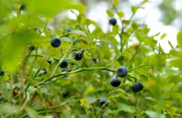 Plantning og pasning af blåbær