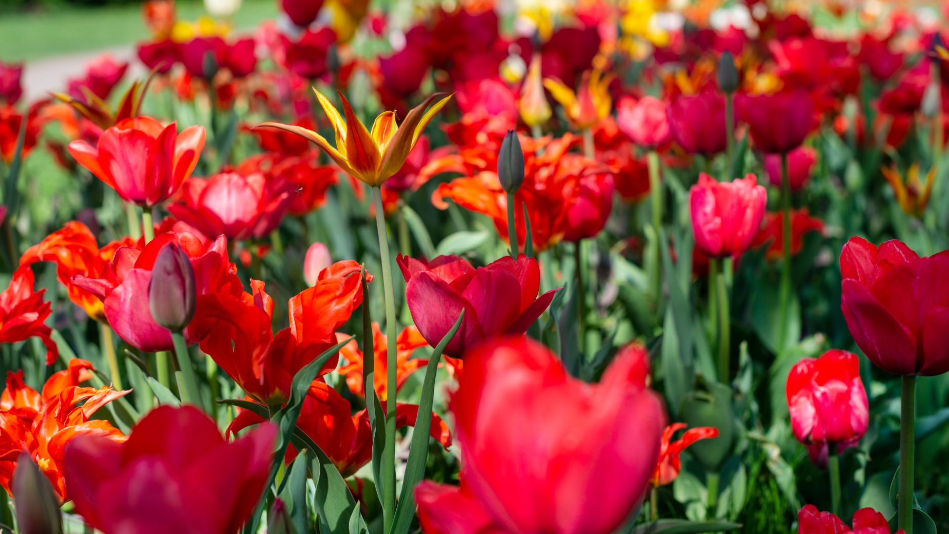 691-Billeder i mails og artikler (1920 × 1080px) (33).jpg