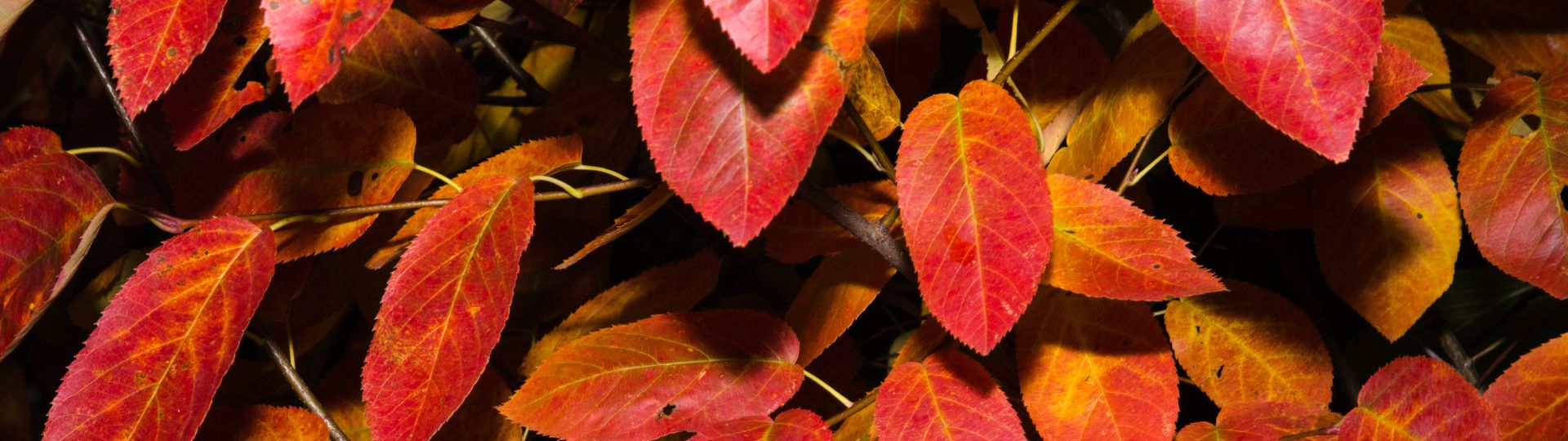 693-til lister (1920 × 540px) (33).jpg