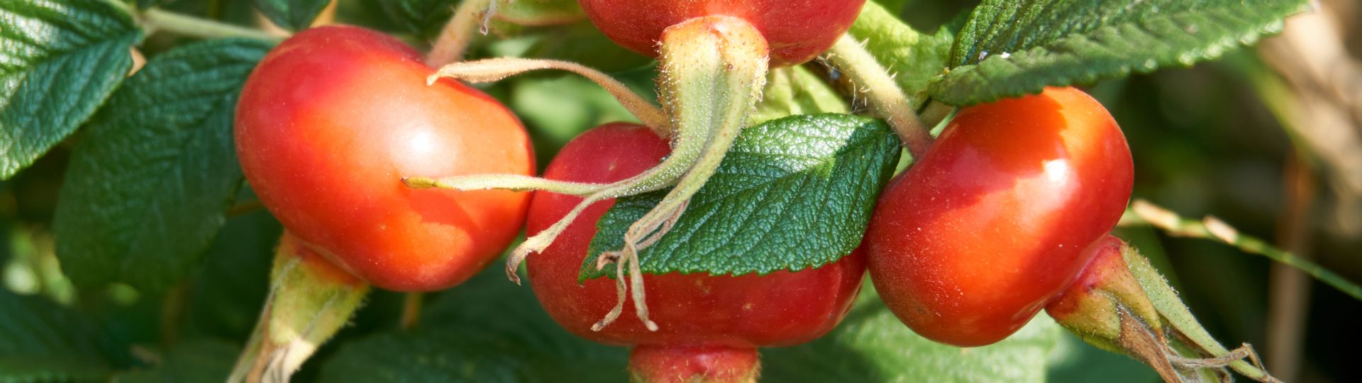 694-til lister (1920 × 540px) (85).jpg