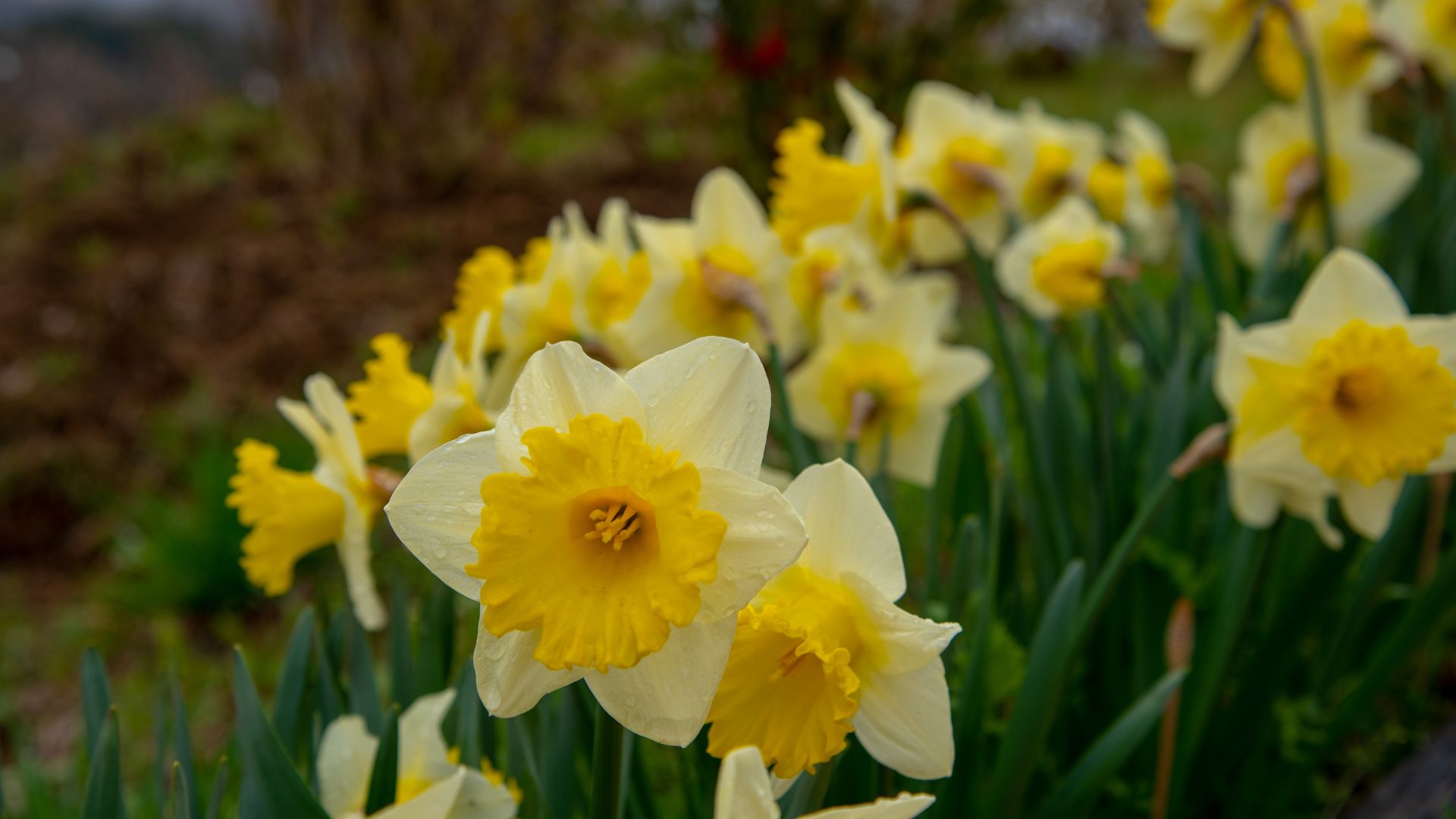 699-Billeder i mails og artikler (1920 × 1080px) - 2023-11-09T082737.840.jpg