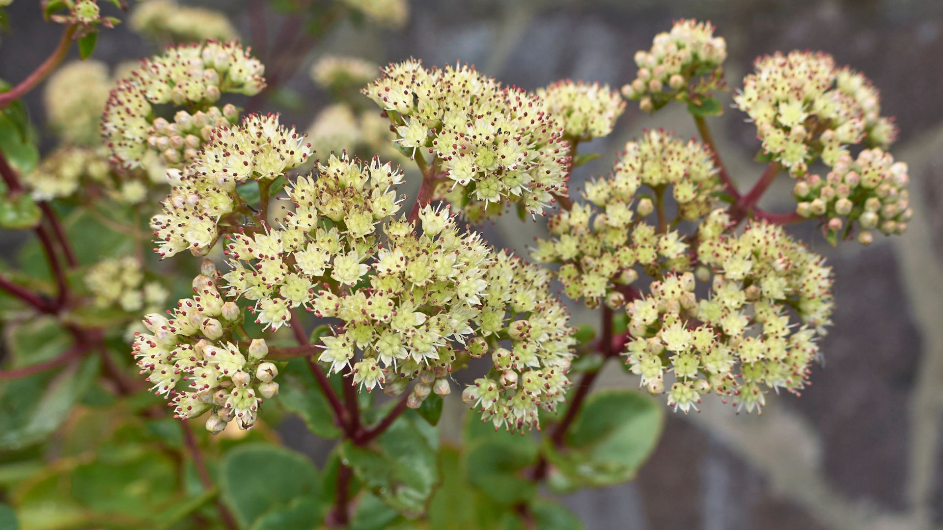 70-Billeder i mails og artikler (1920 × 1080px) (49).jpg