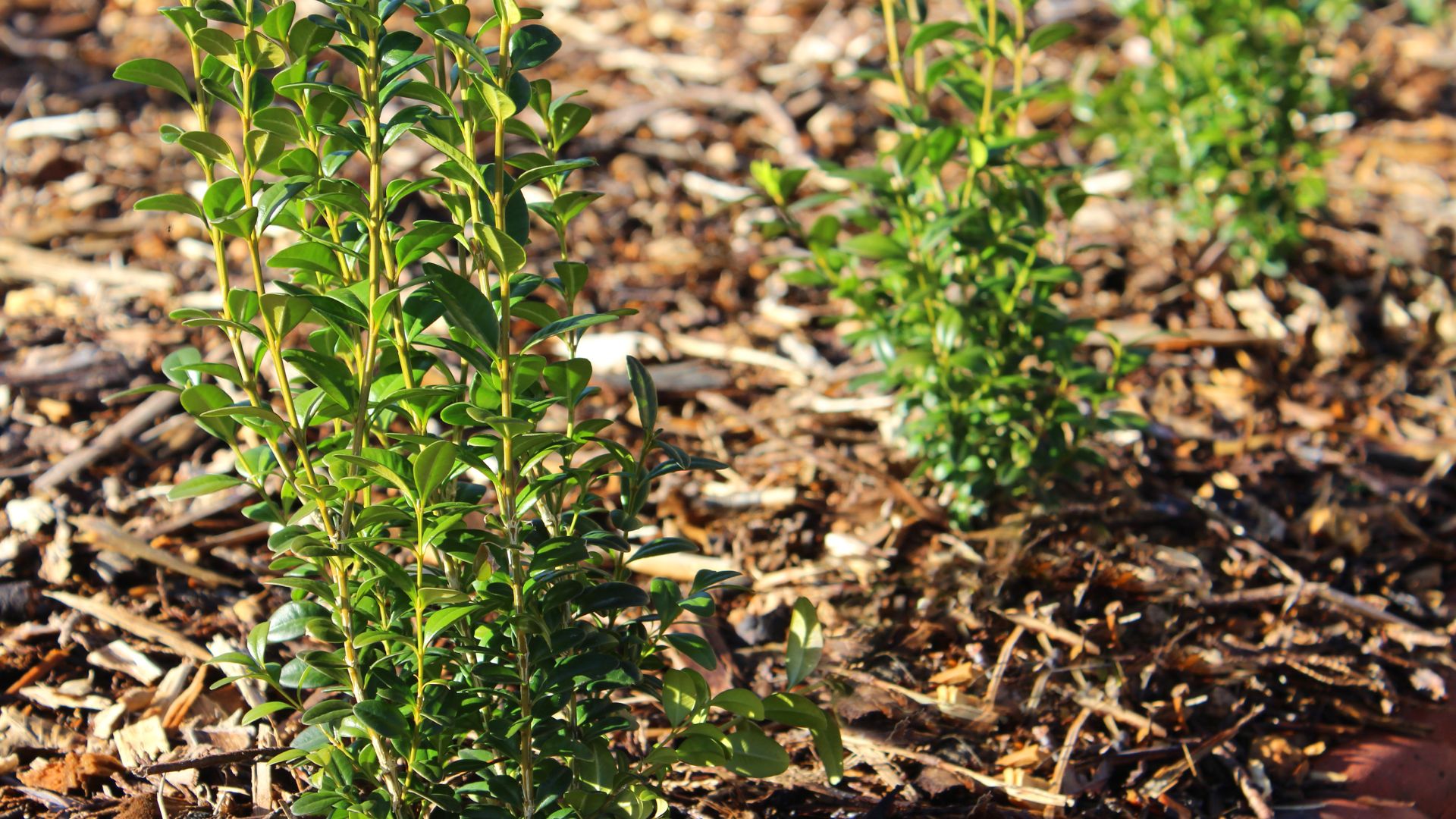 700-Billeder i mails og artikler (1920 × 1080px) (31).jpg