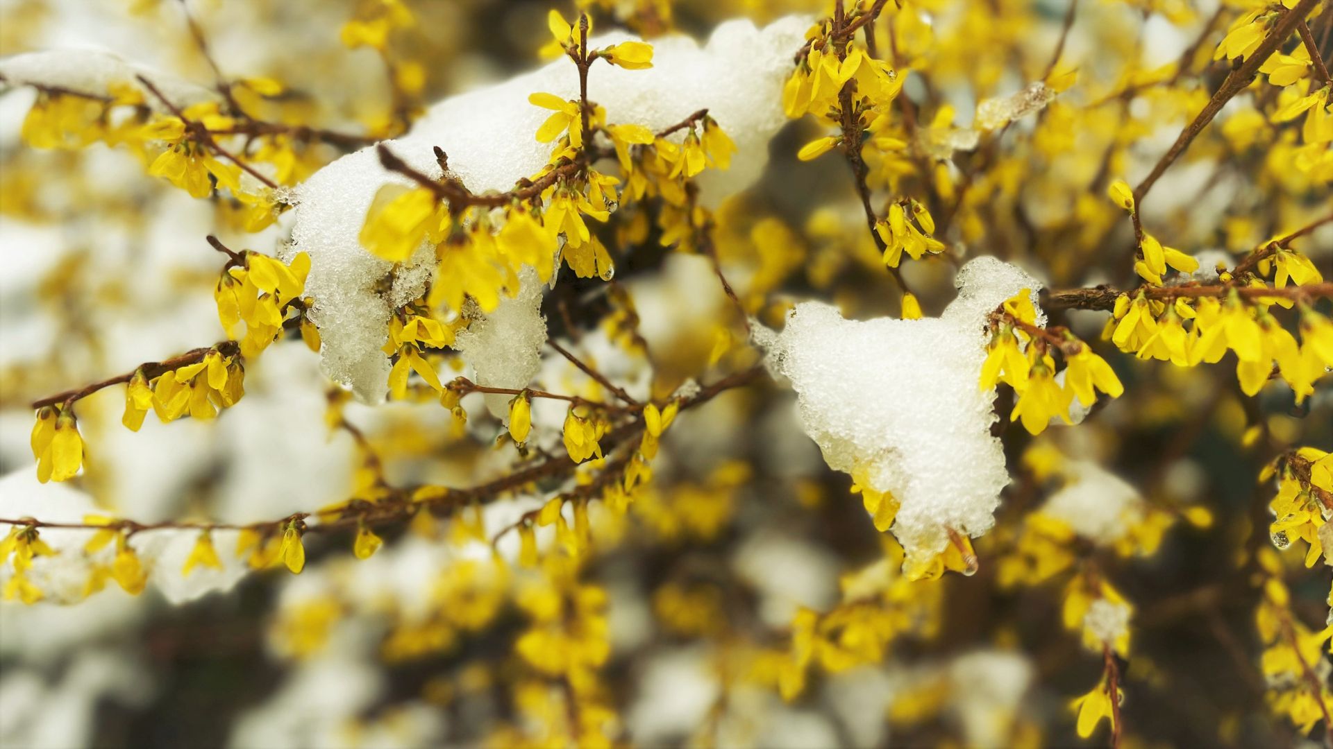 700-Billeder i mails og artikler (1920 × 1080px) - 2023-12-04T160600.492.jpg