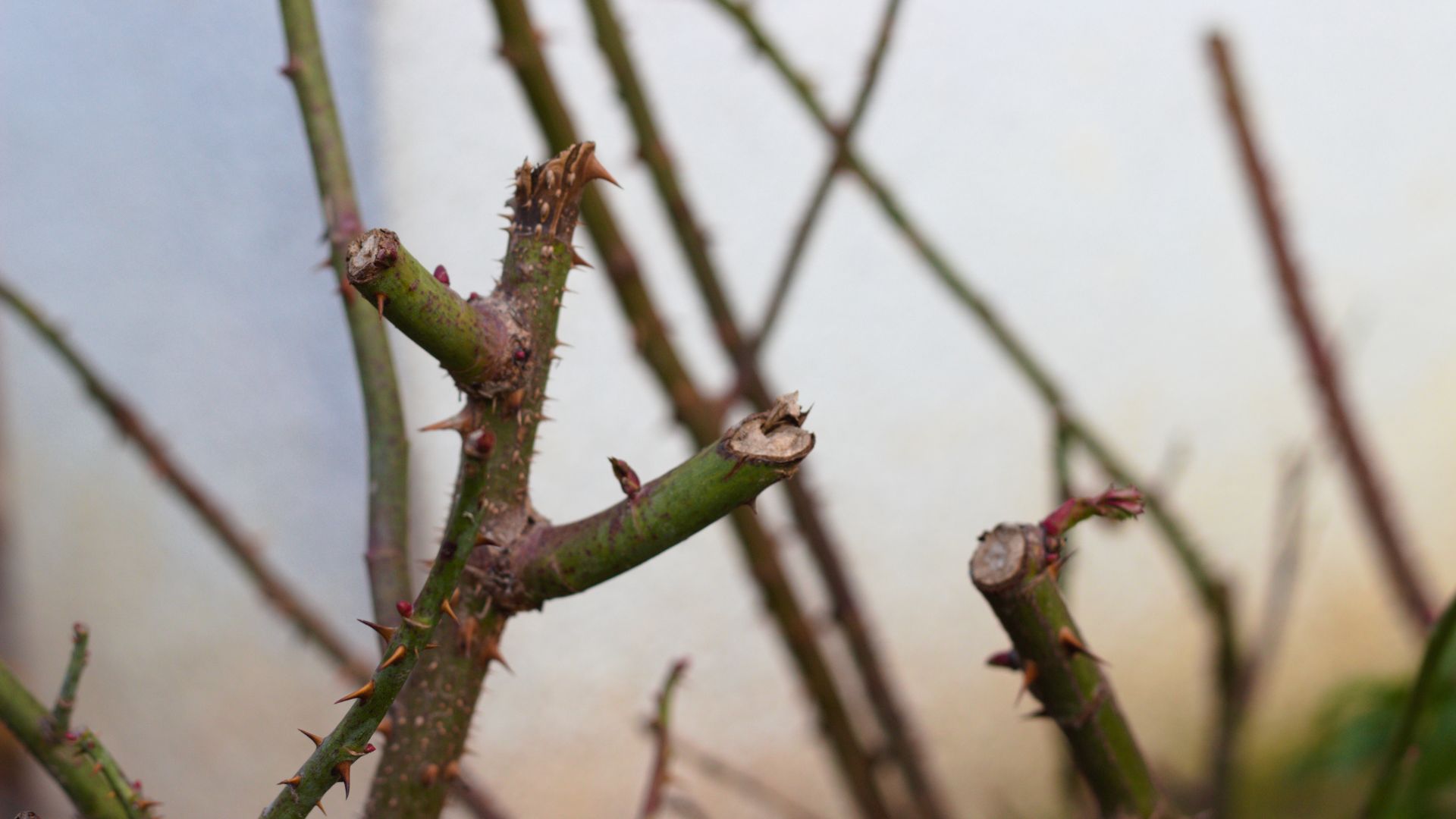702-Billeder i mails og artikler (1920 × 1080px) (37).jpg