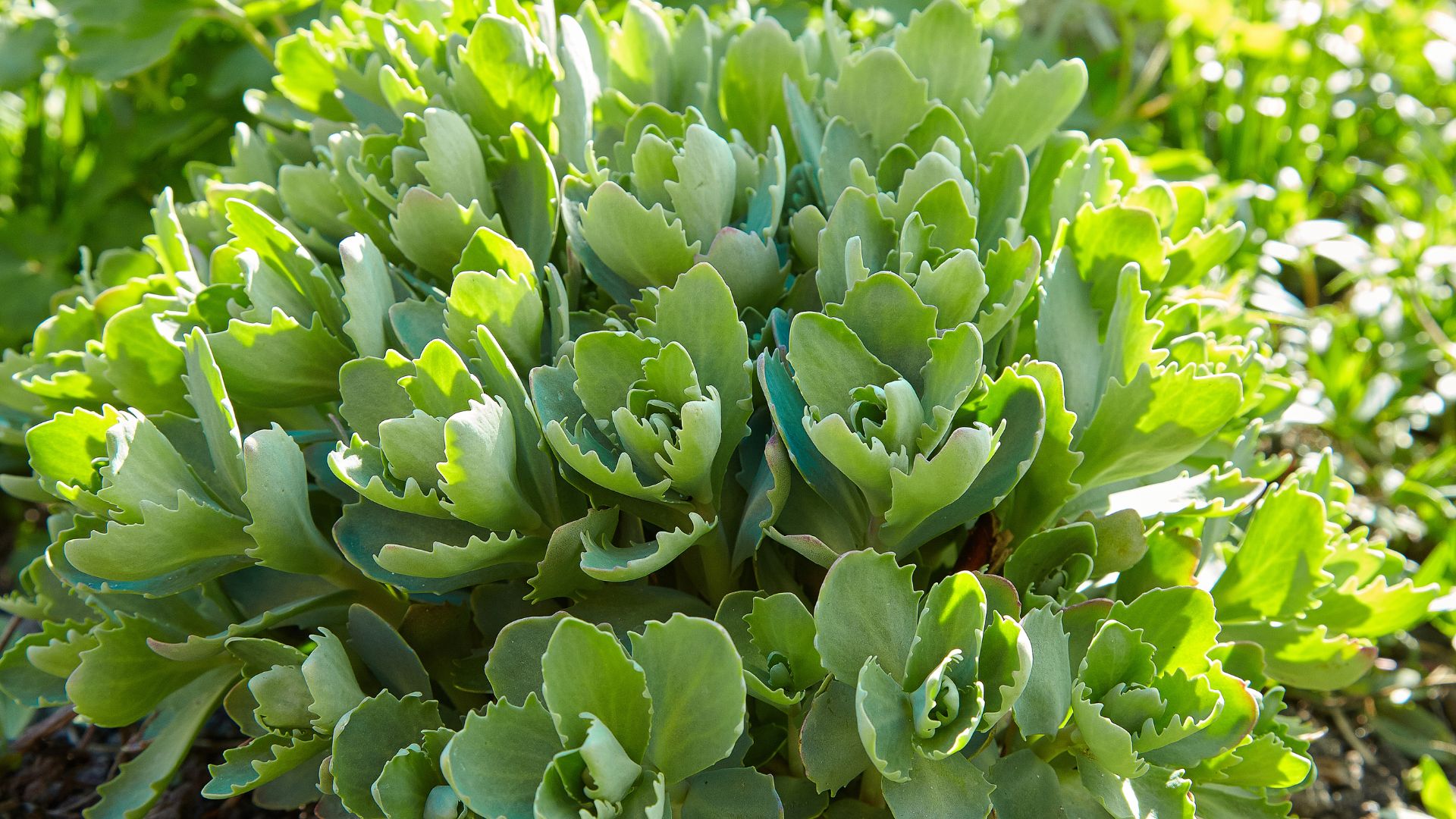 703-Billeder i mails og artikler (1920 × 1080px) (55).jpg