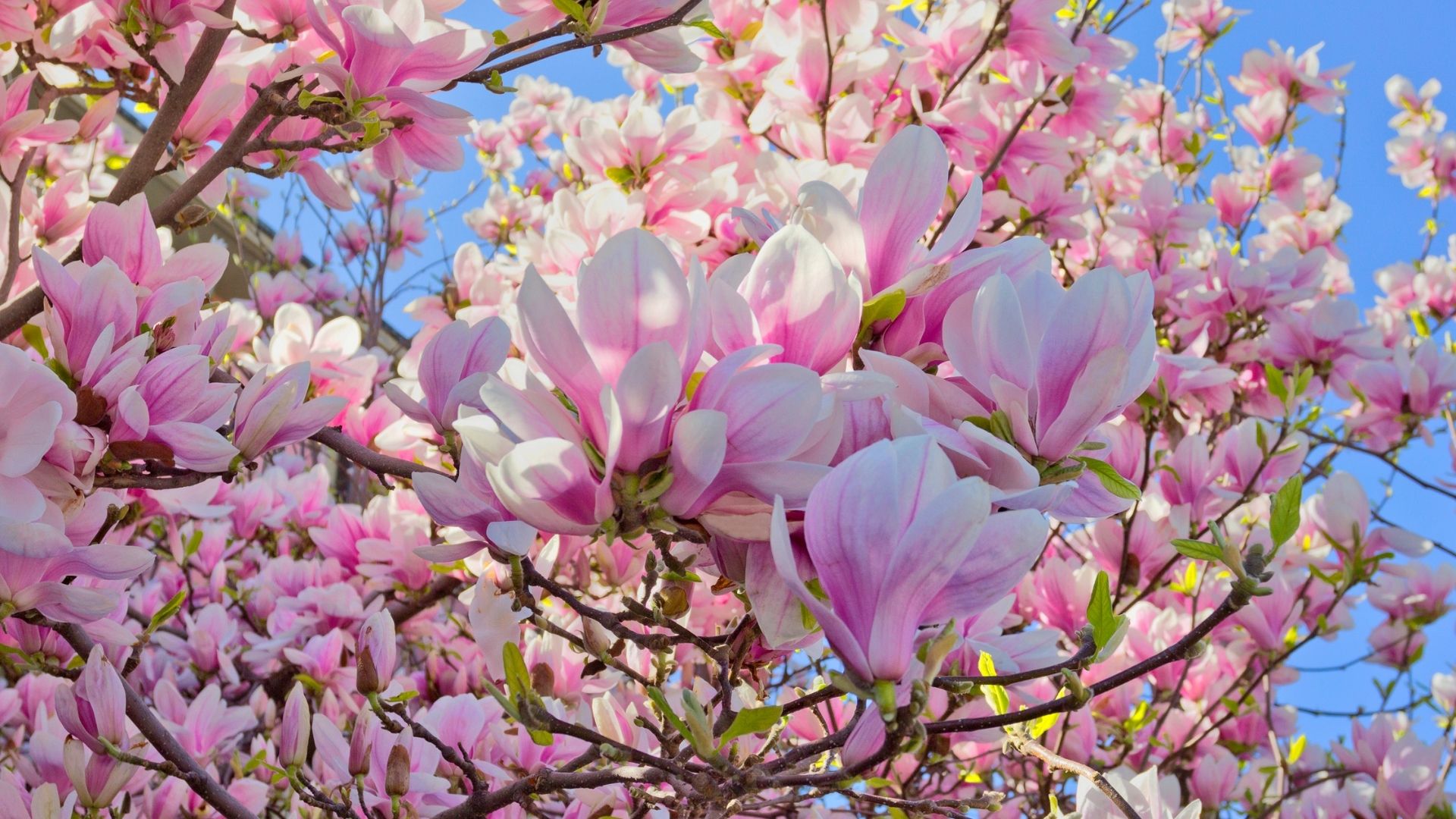 Plantning og pasning af magnolia tr&aelig;
