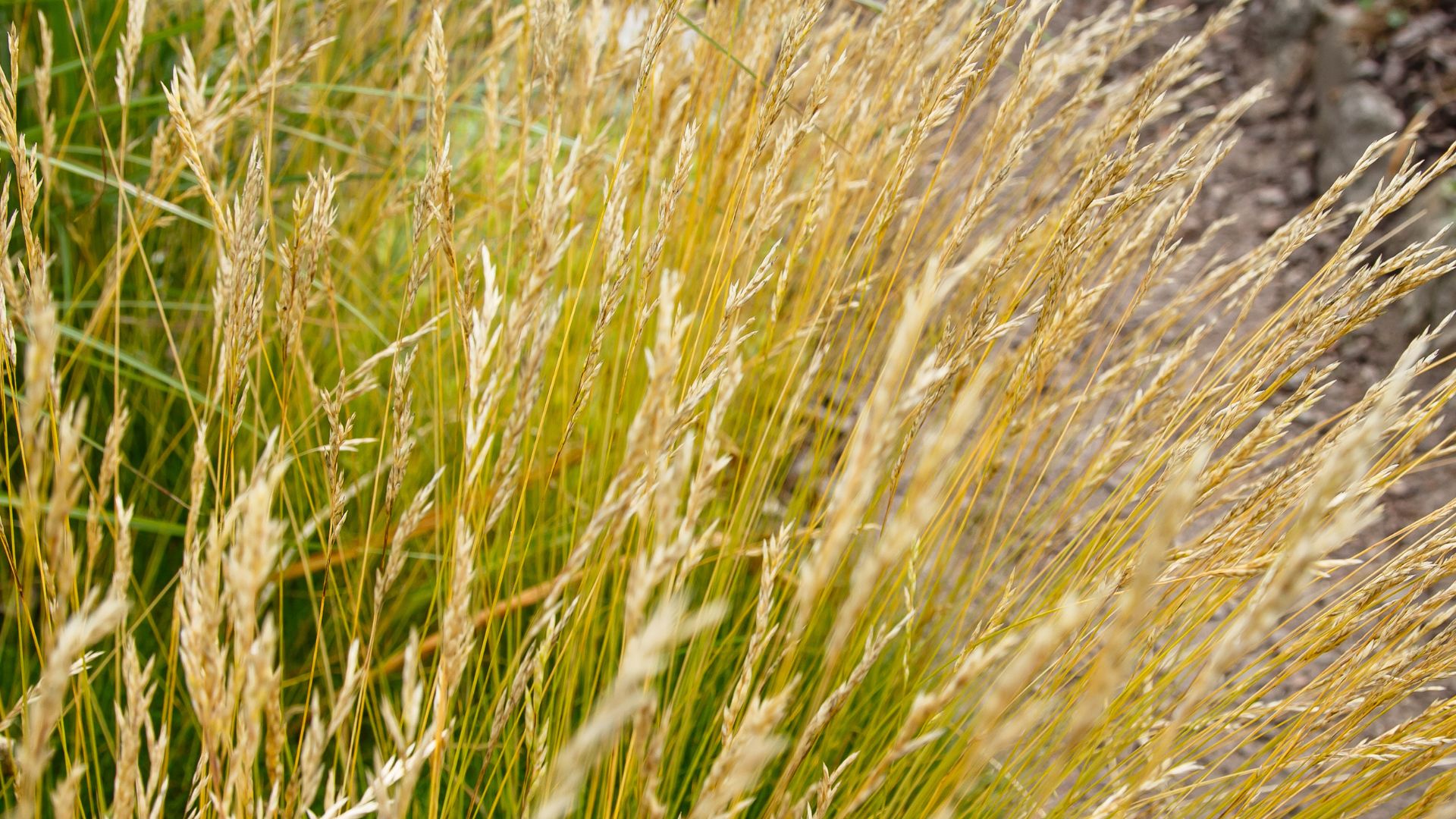 704-Billeder i mails og artikler (1920 × 1080px) - 2023-11-07T123529.686.jpg