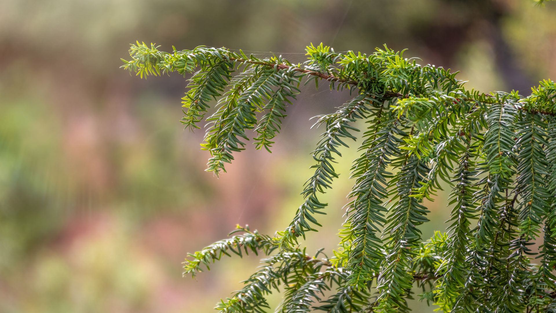 706-Billeder i mails og artikler (1920 × 1080px) (21).jpg