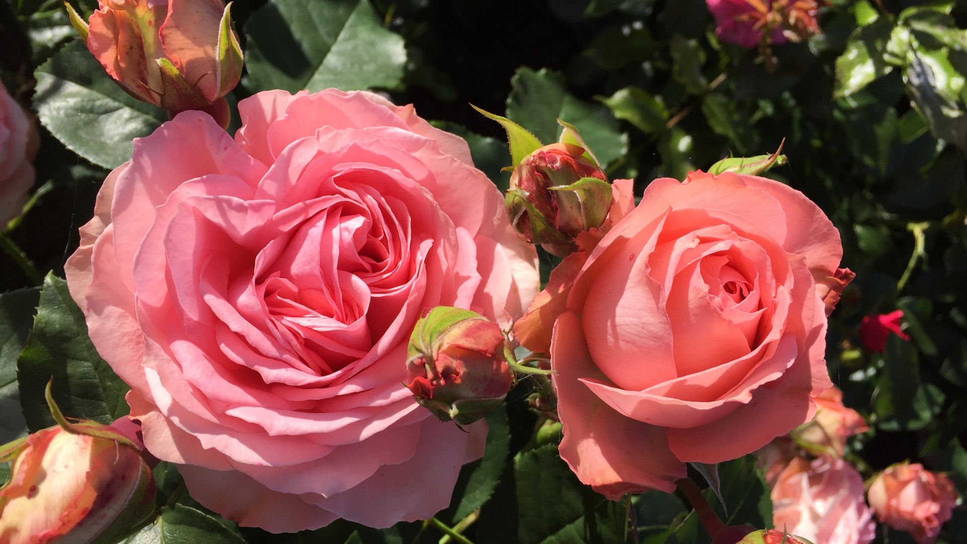 706-Billeder i mails og artikler (1920 × 1080px) - 2023-07-26T120446.333.jpg