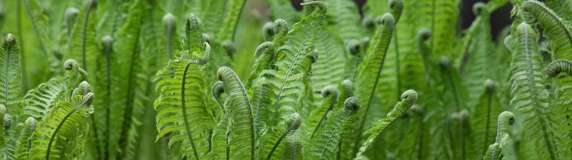 716-til lister (1920 × 540px) (24).jpg