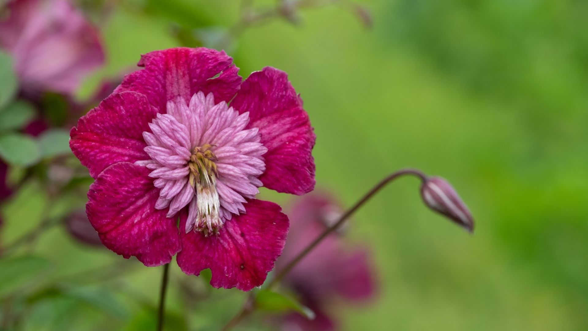 719-Billeder i mails og artikler (1920 × 1080px) (27).jpg