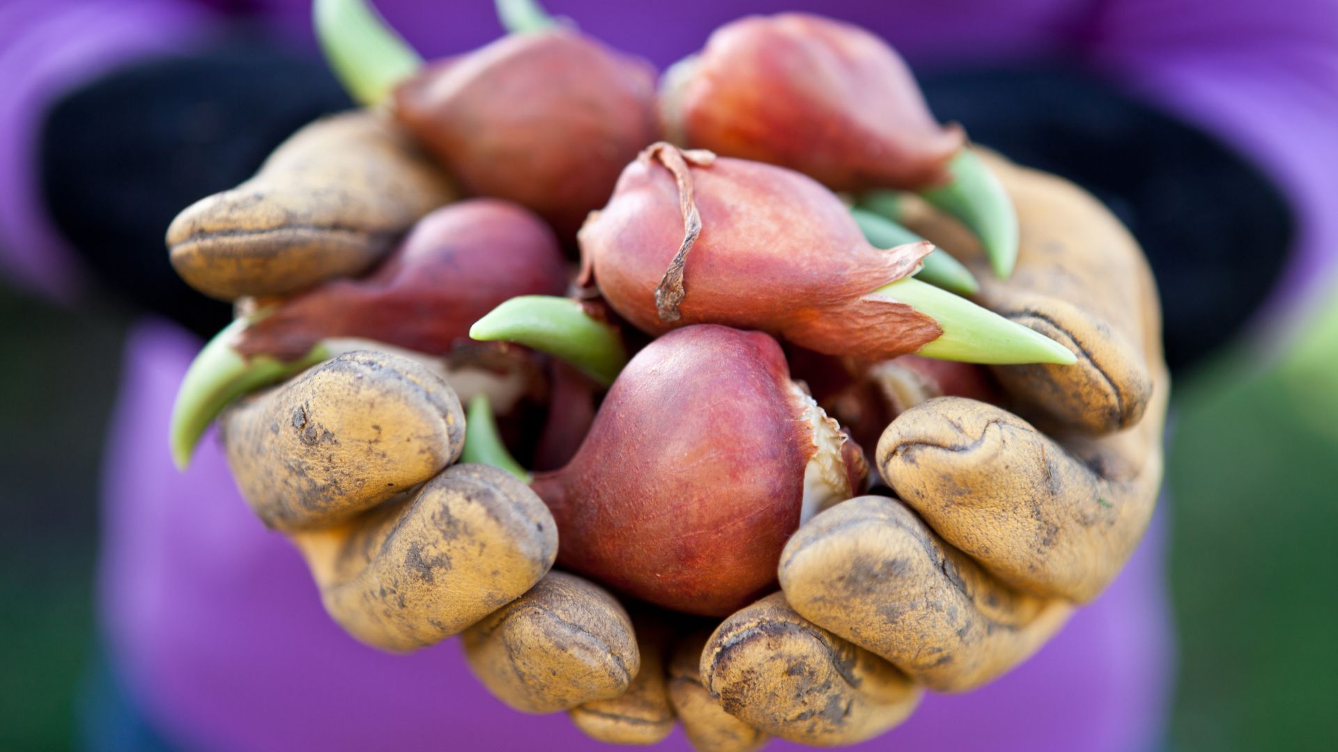 72-Billeder i mails og artikler (1920 × 1080px) (88).jpg