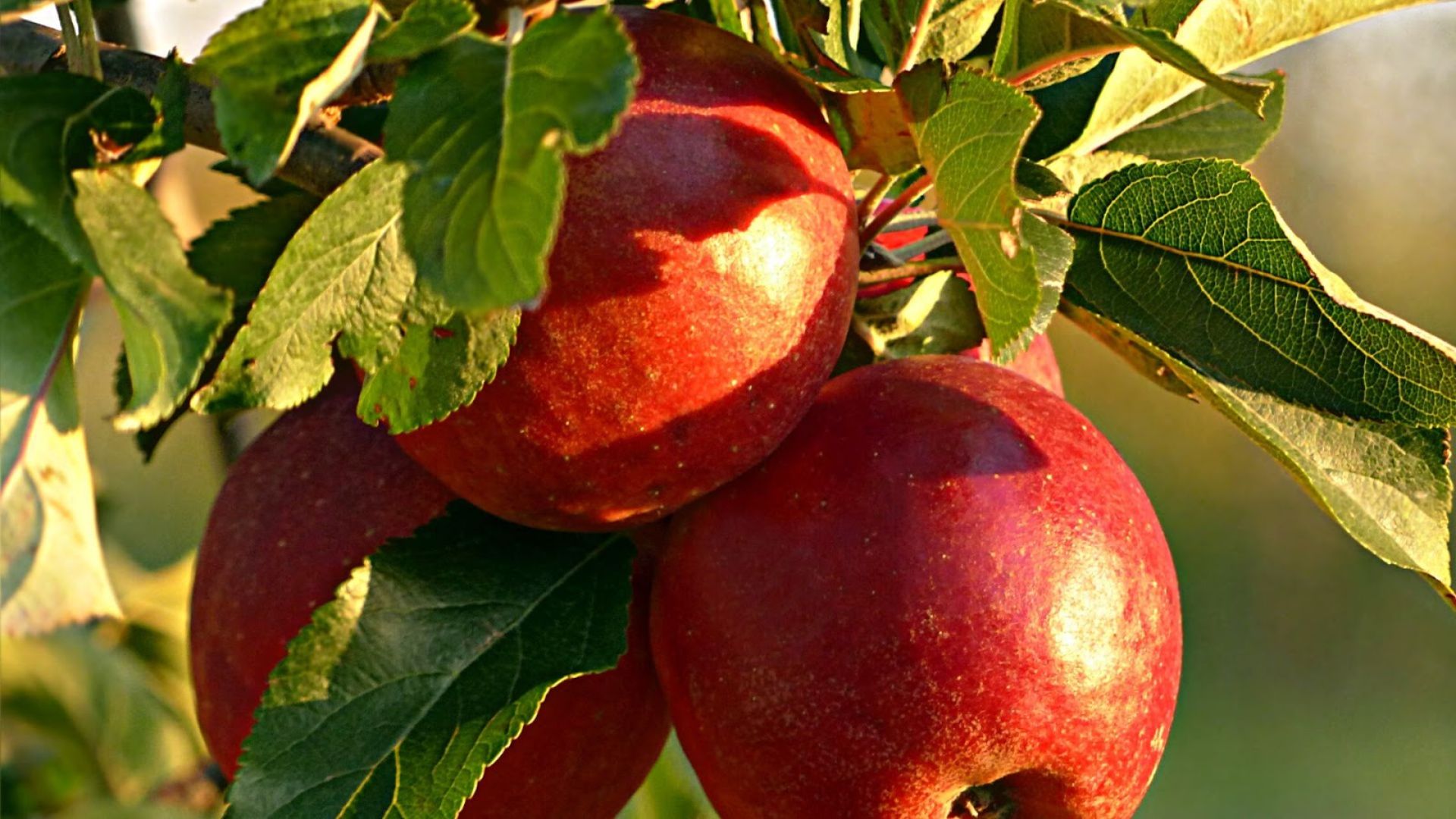 726-Billeder i mails og artikler (1920 × 1080px) (4).jpg