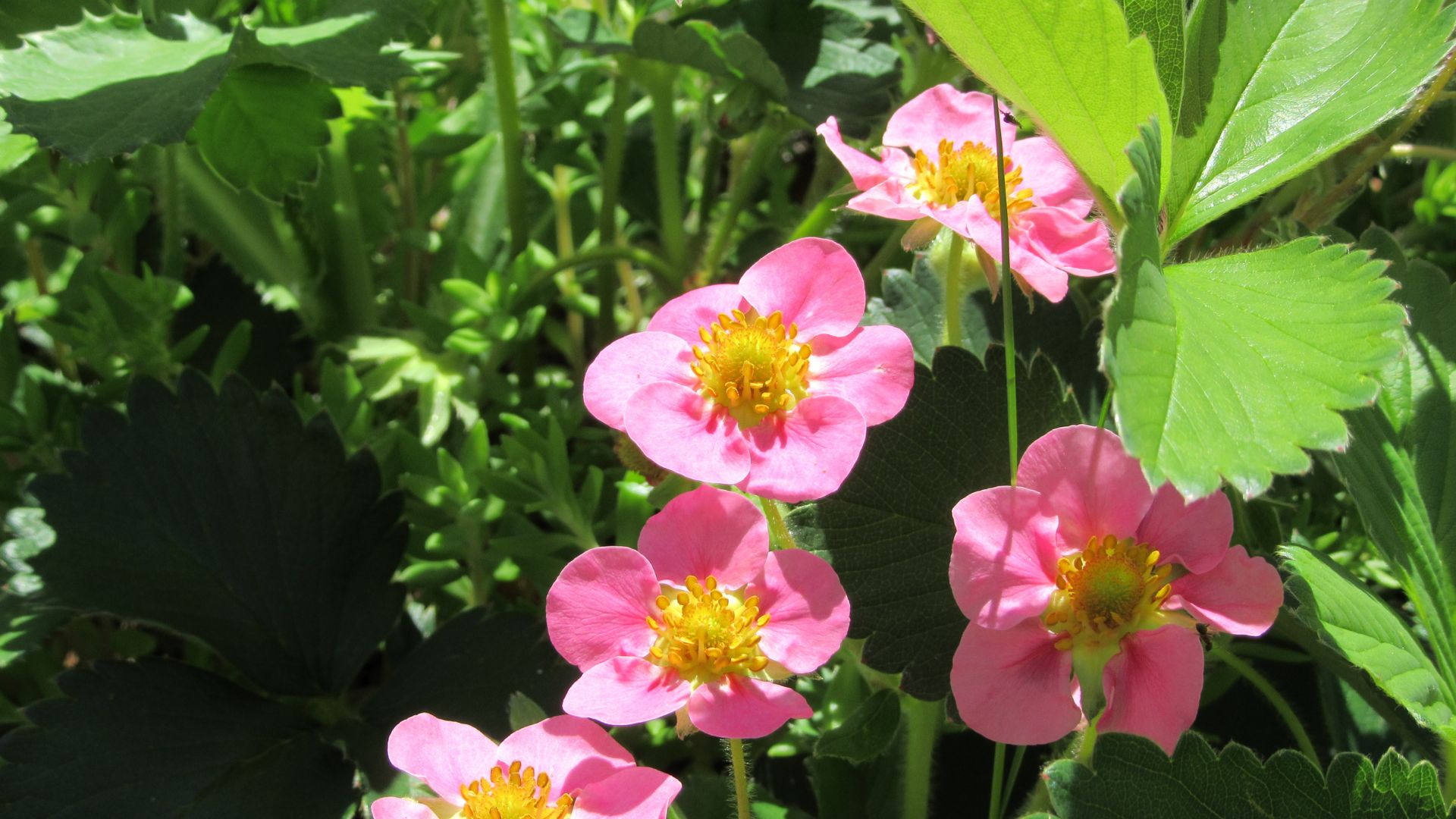 726-Billeder i mails og artikler (1920 × 1080px) (44).jpg