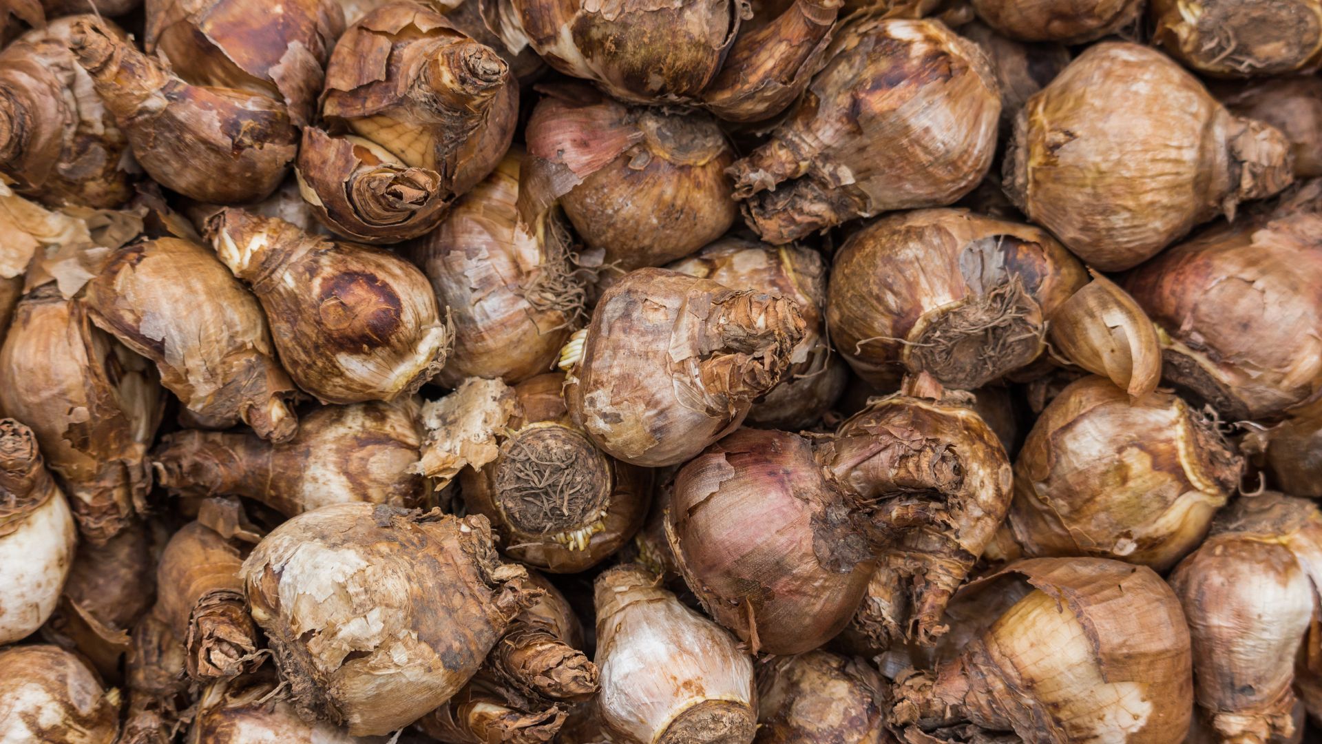 733-Billeder i mails og artikler (1920 × 1080px) - 2023-11-09T084248.499.jpg