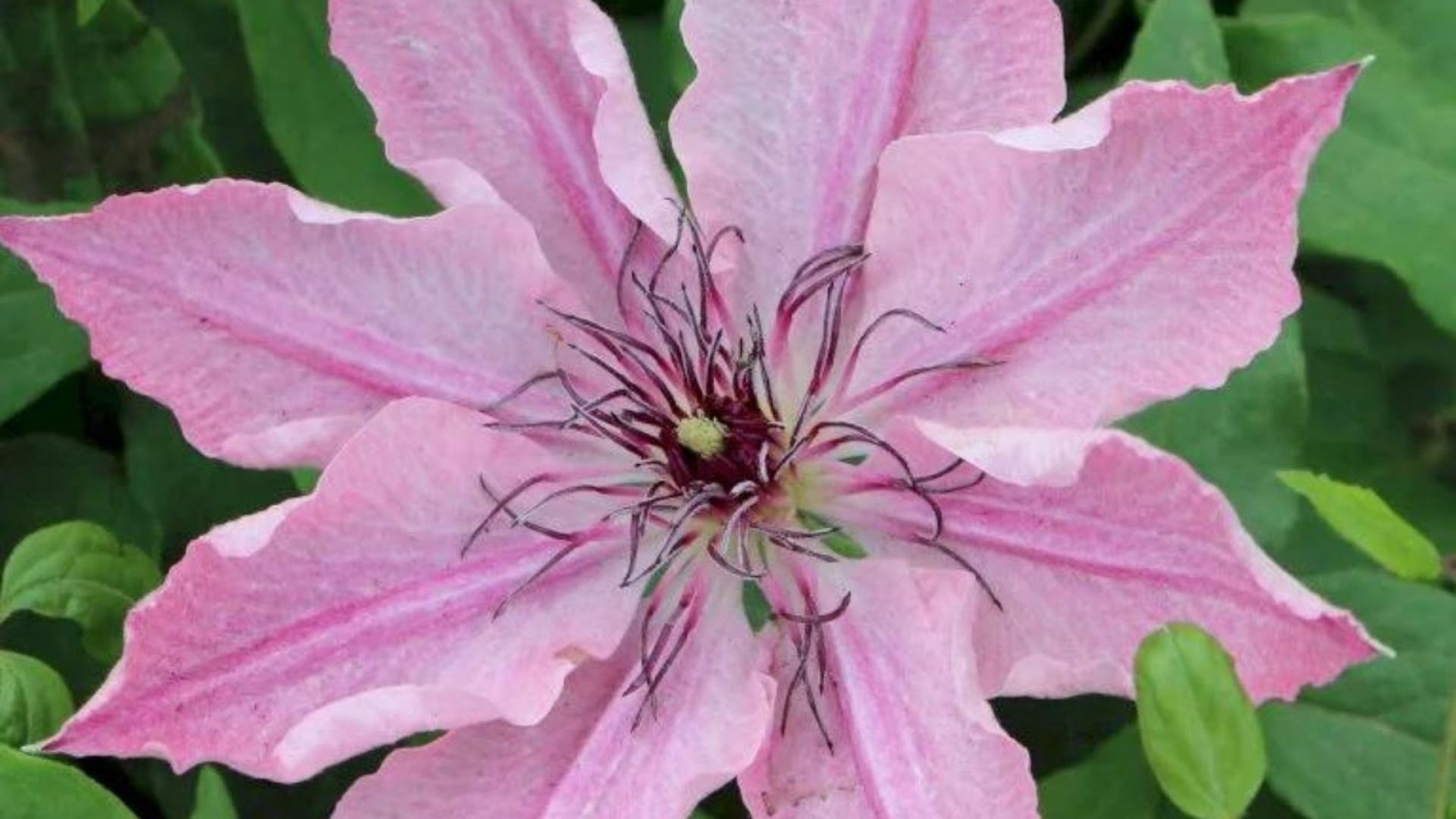 734-Billeder i mails og artikler (1920 × 1080px) (29).jpg