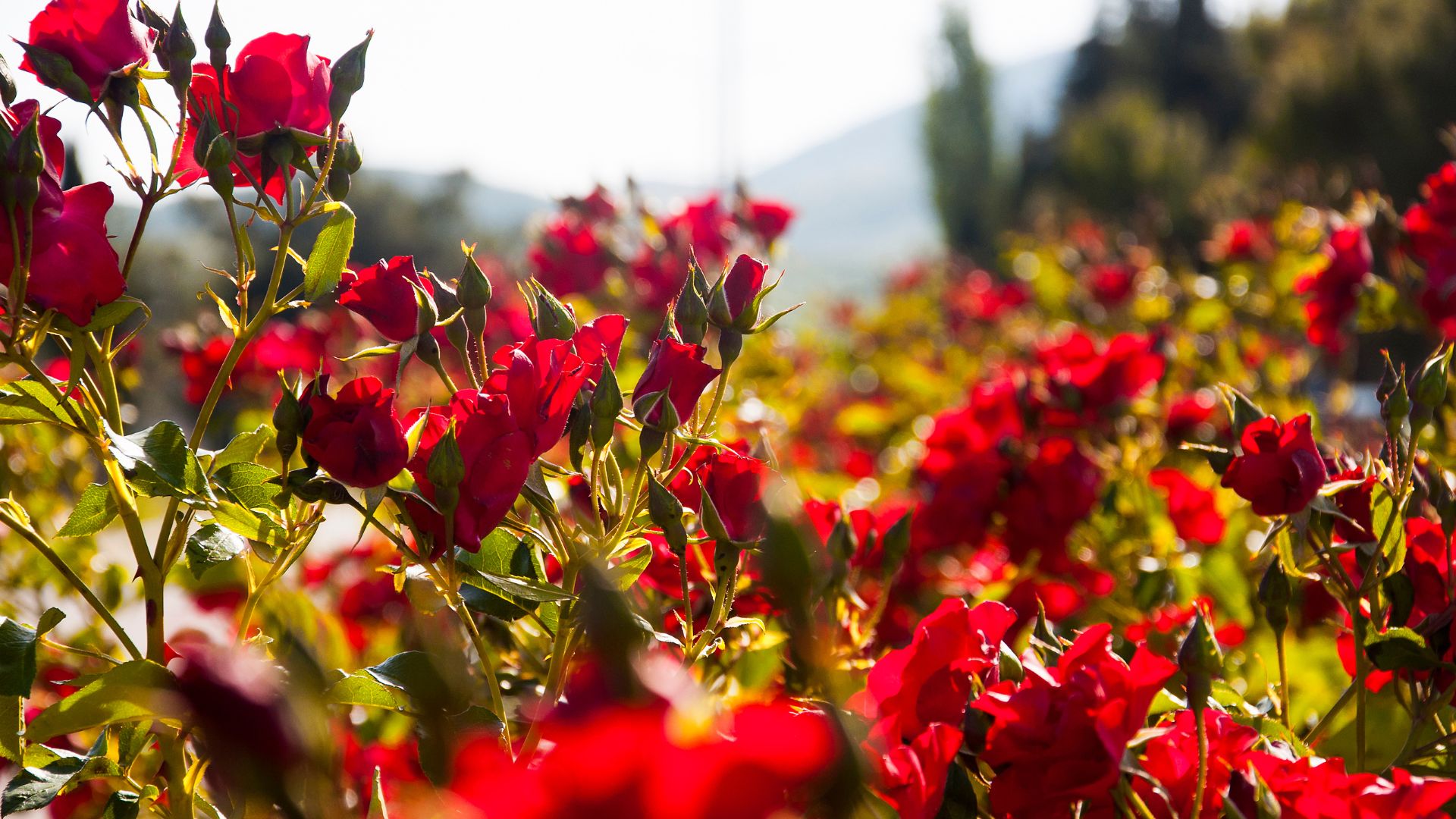 736-Billeder i mails og artikler (1920 × 1080px) (18).jpg