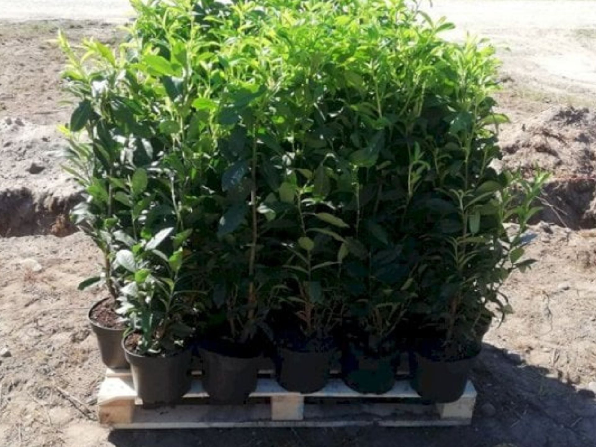 737-Unavngivet (1920 × 1920px) (1920 × 1440px) (1).jpg