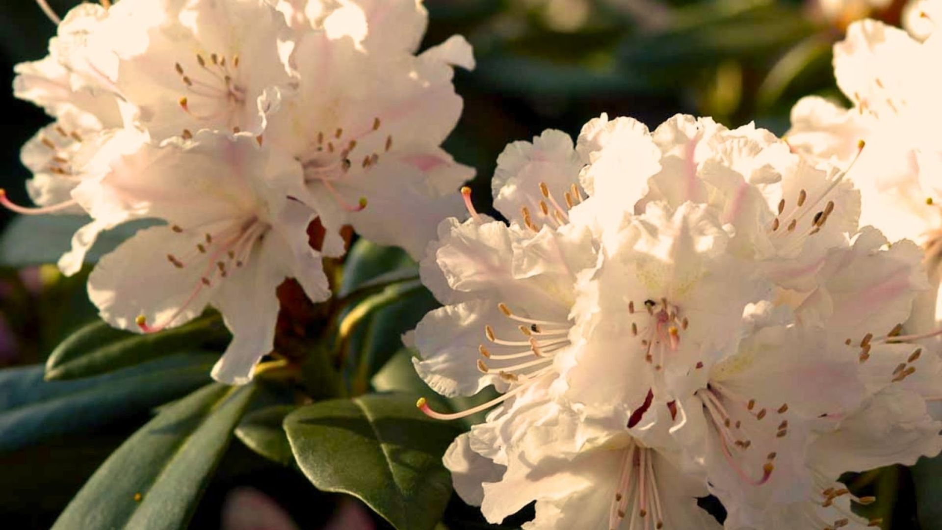 738-Billeder i mails og artikler (1920 × 1080px) (5).jpg