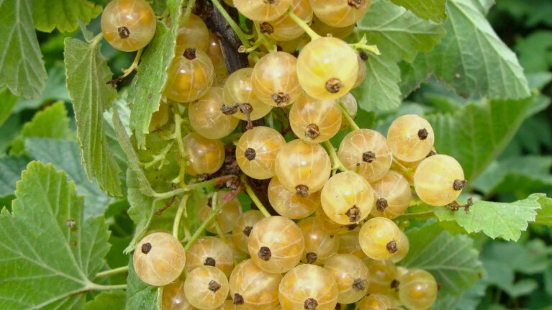 74-Billeder i mails og artikler (1920 × 1080px) - 2023-10-25T070300.815.jpg