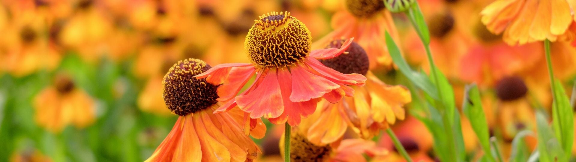 74-til lister (1920 × 540px) (4).jpg