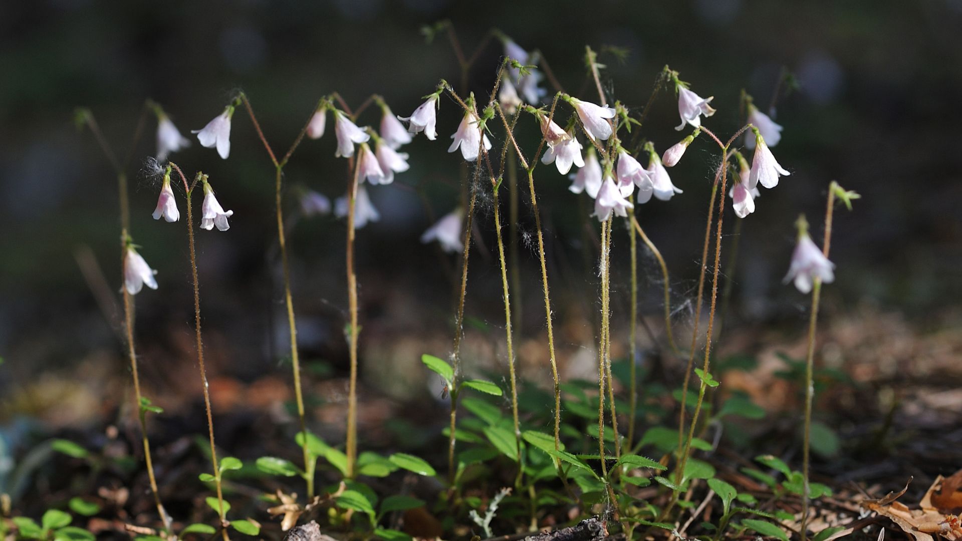 740-Billeder i mails og artikler (1920 × 1080px) (8).jpg