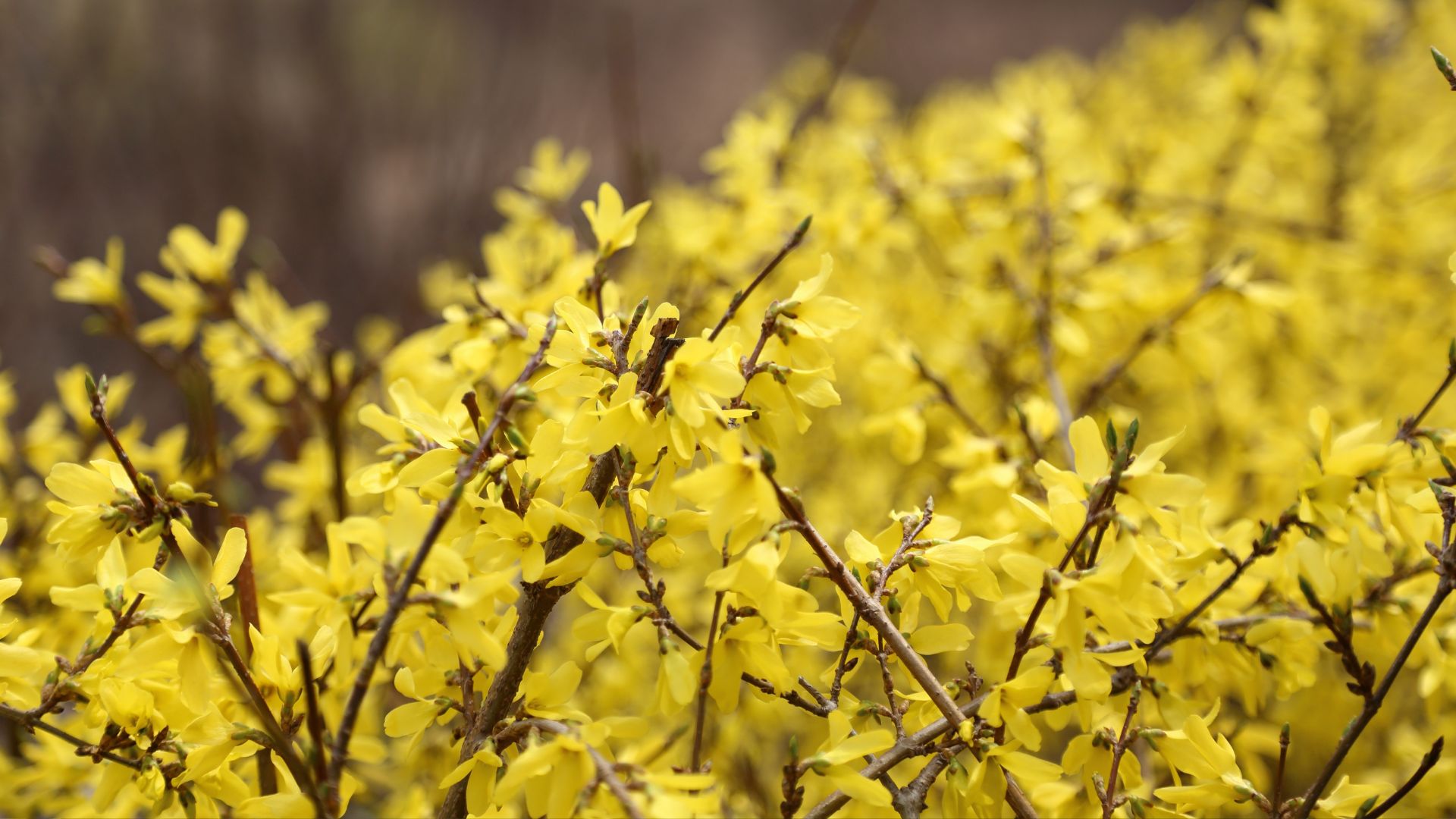 750-Billeder i mails og artikler (1920 × 1080px) - 2024-03-05T140522.968.jpg