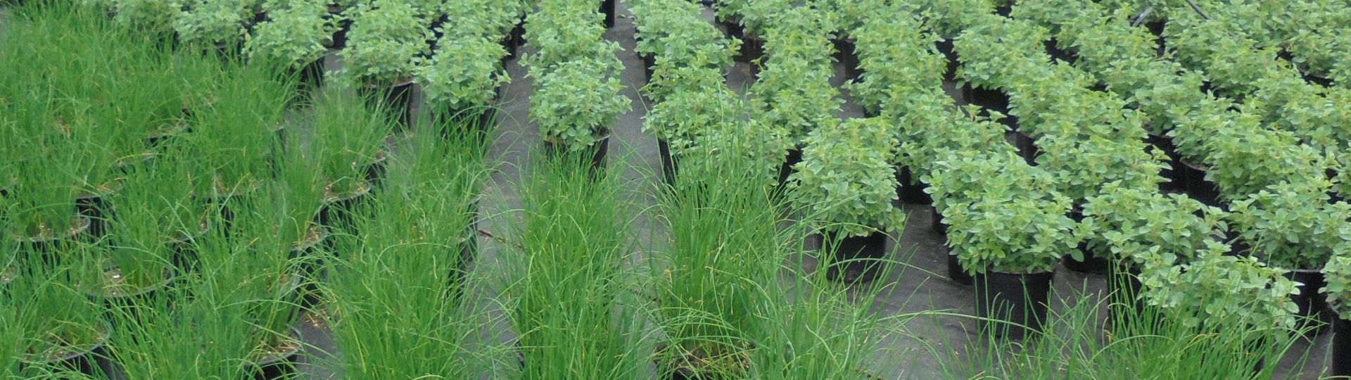 750-til lister (1920 × 540px) (2).jpg