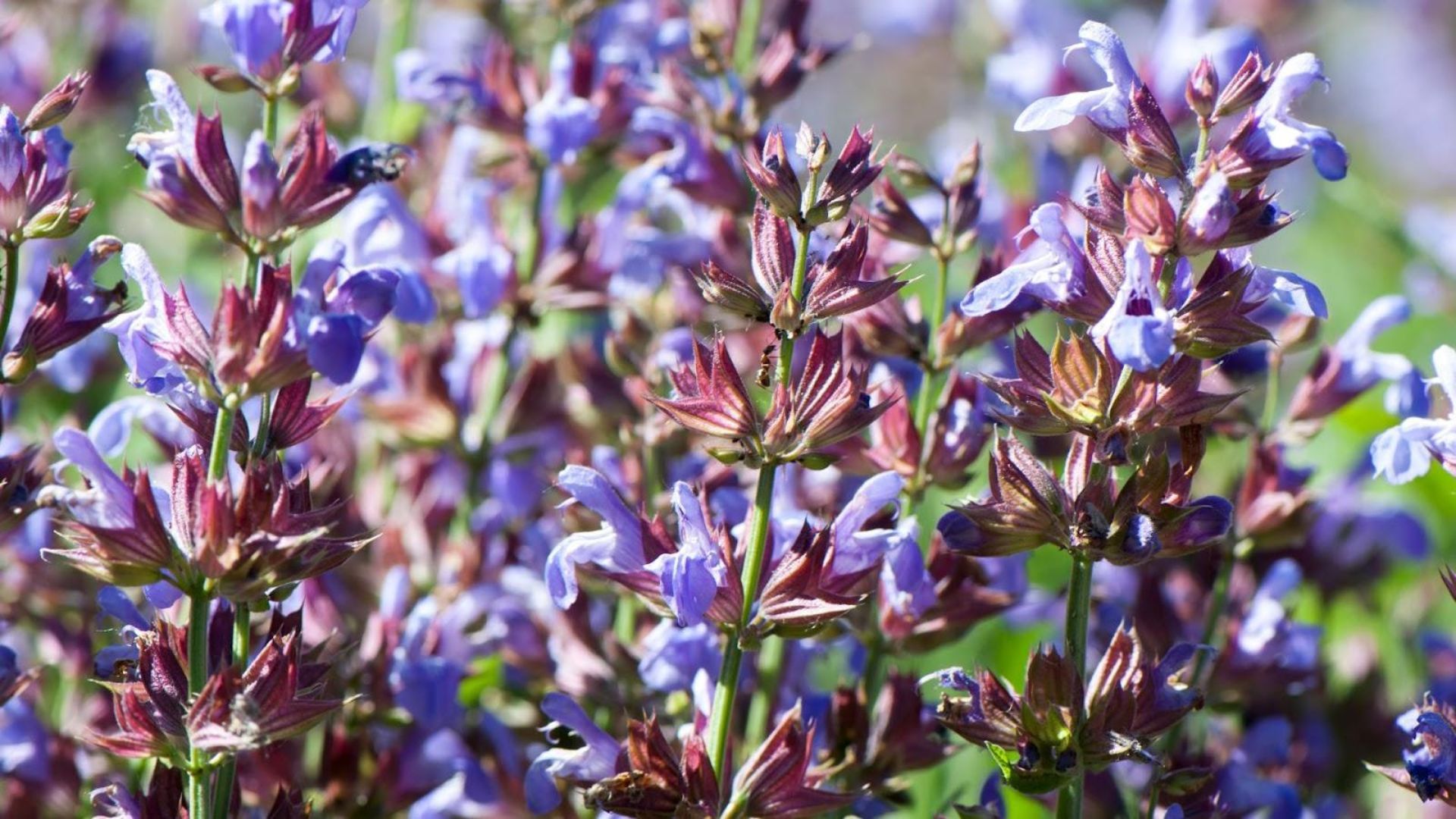 751-Billeder i mails og artikler (1920 × 1080px) (45).jpg