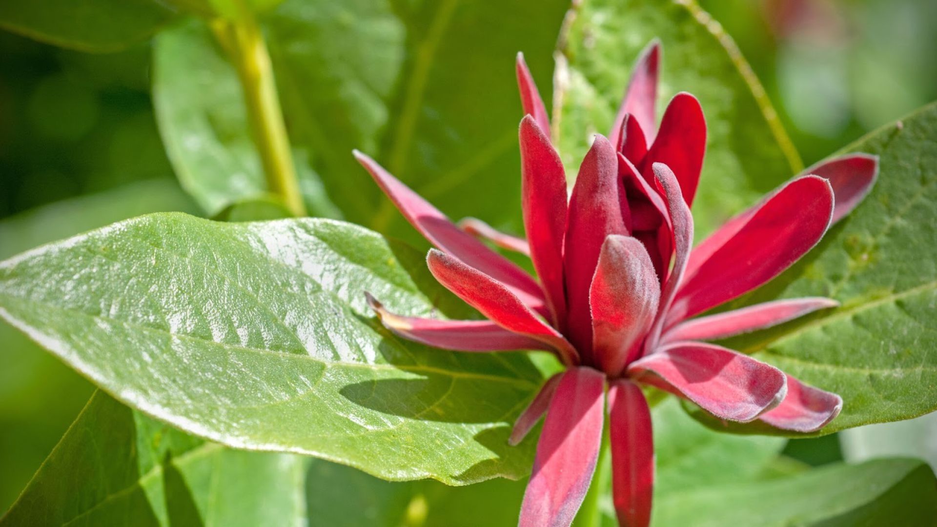 755-Billeder i mails og artikler (1920 × 1080px) (12).jpg